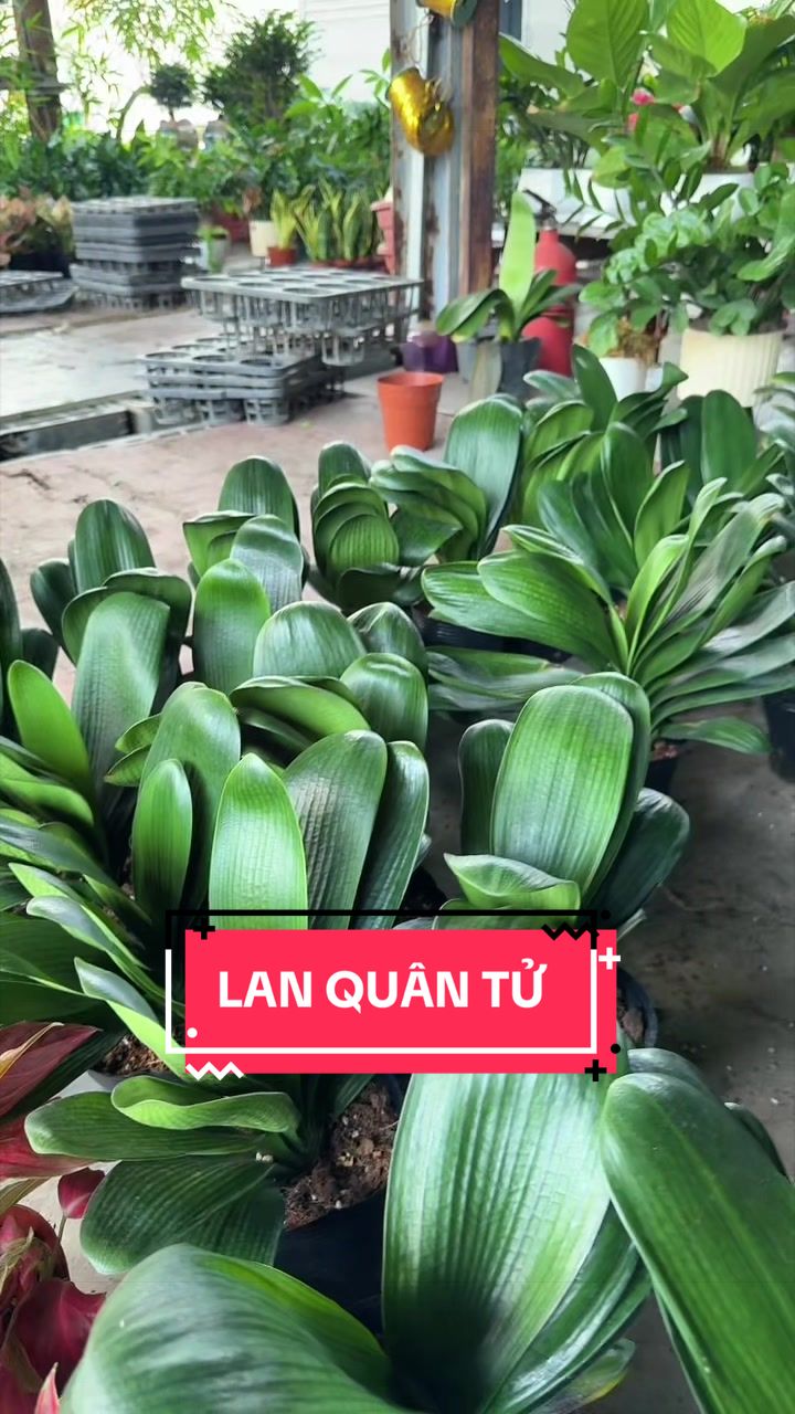 @Cây Xanh Phong Hồng
