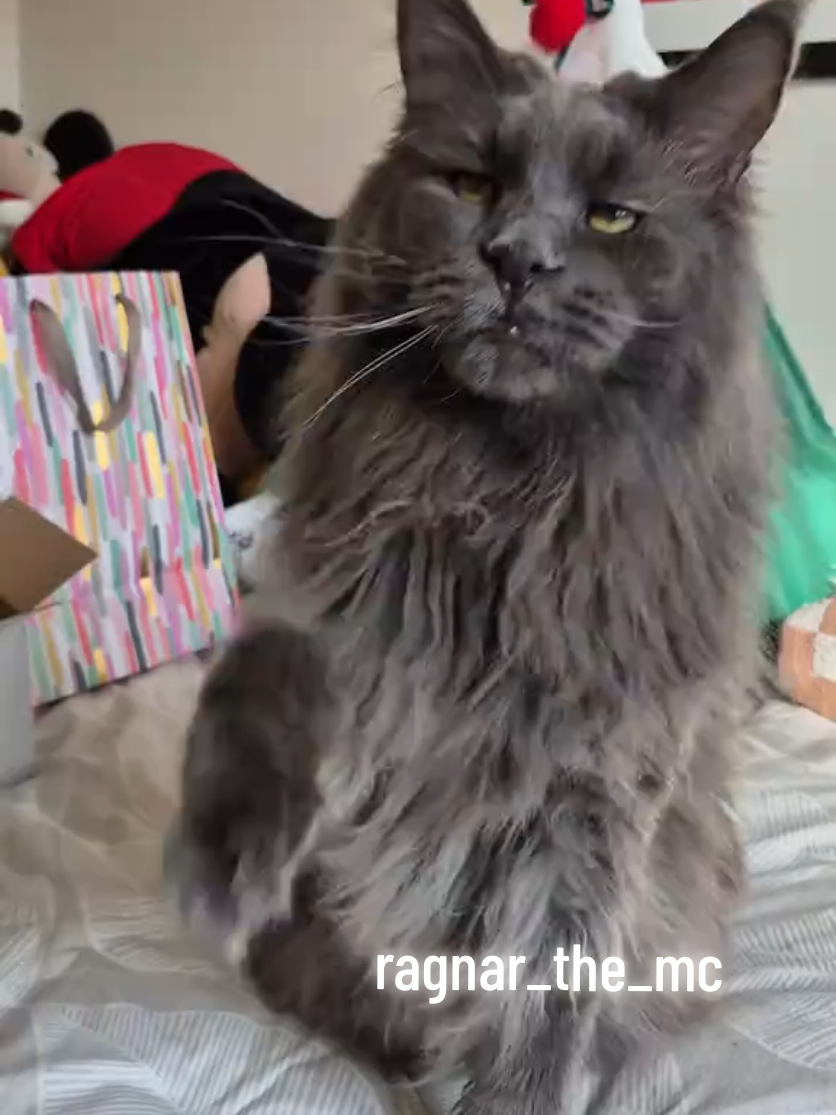 @Ragnar the Maine Coon 🐈