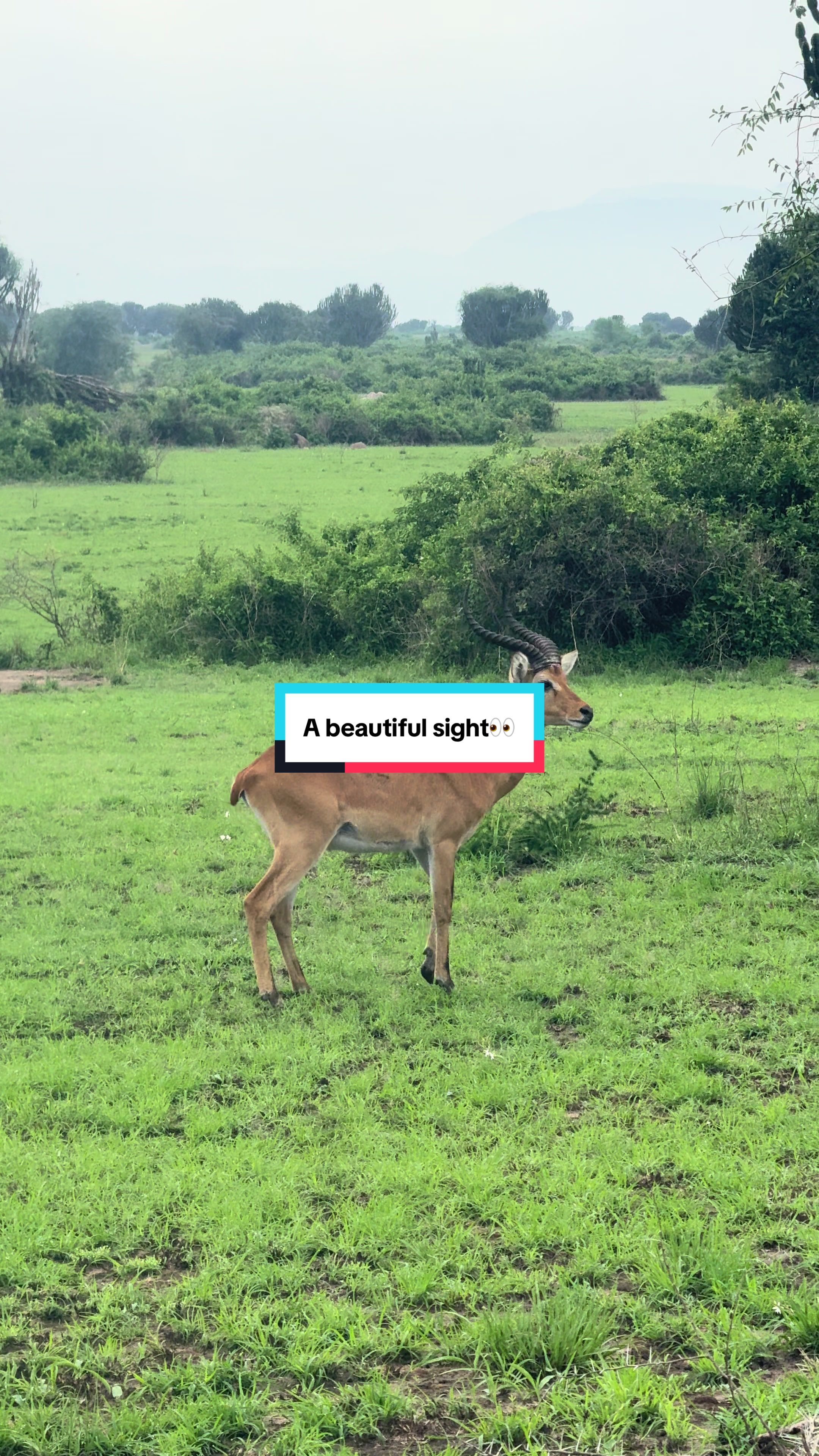 @Milana Tours and Safaris