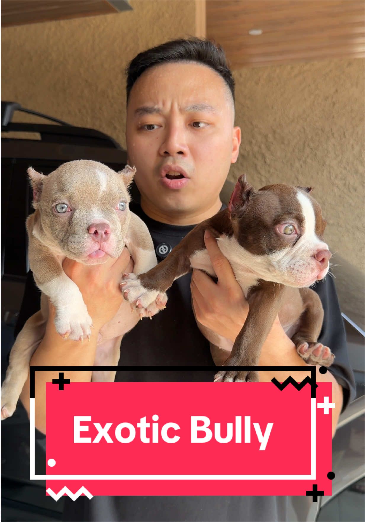 @Koko Guguk