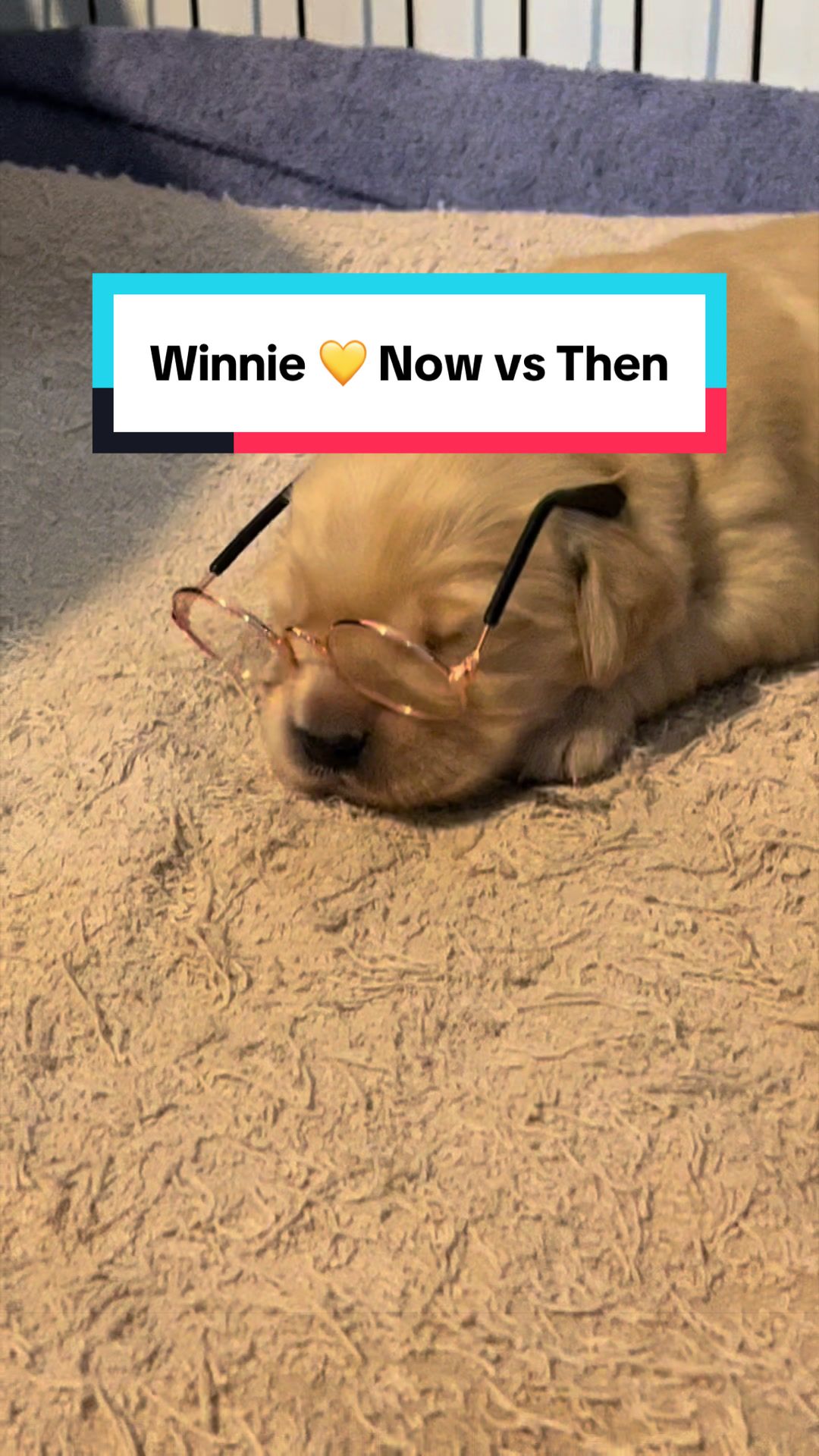 @3goldenretriever