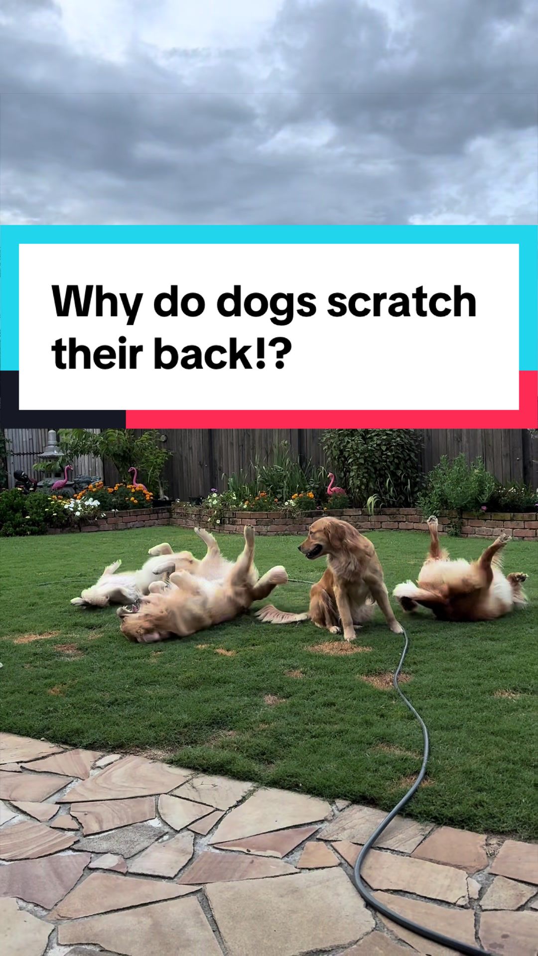 @3goldenretriever