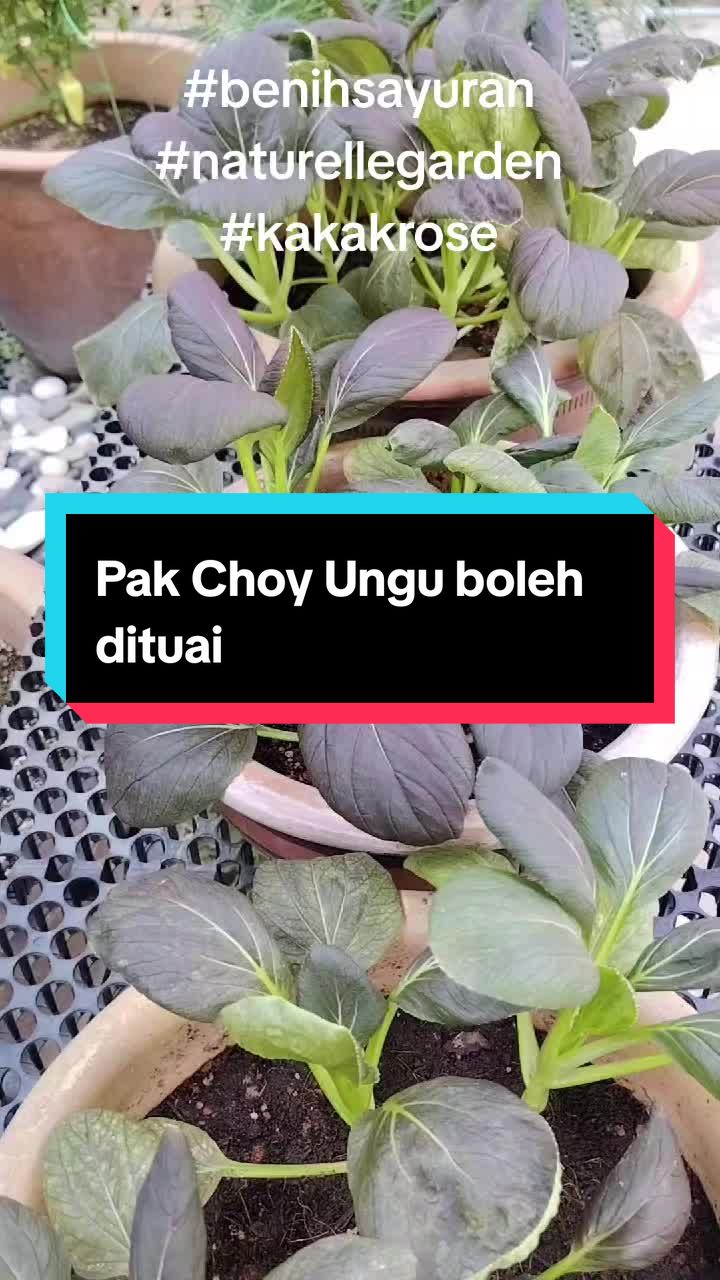 @Kakak Rose