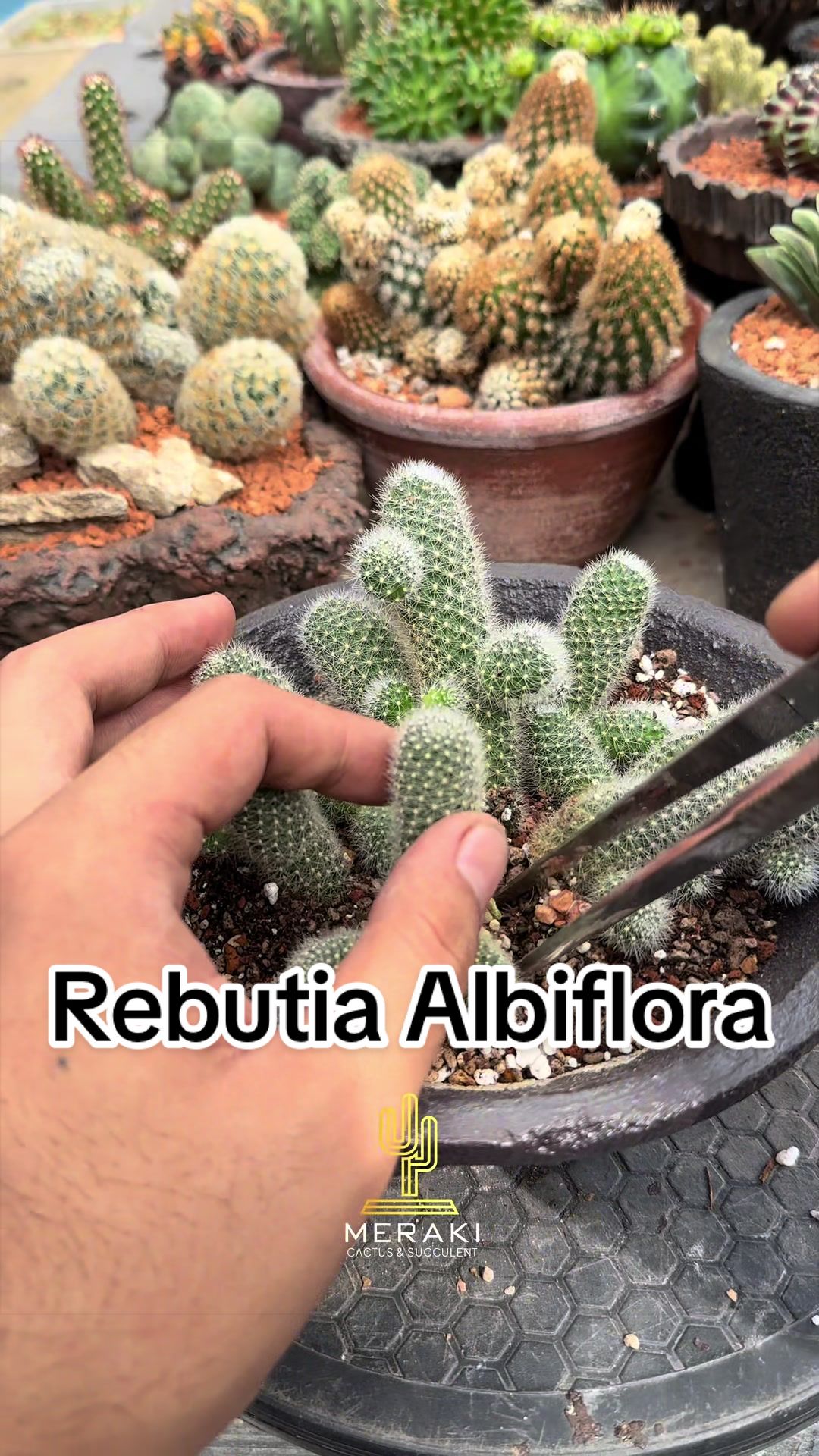 @Meraki Cactus