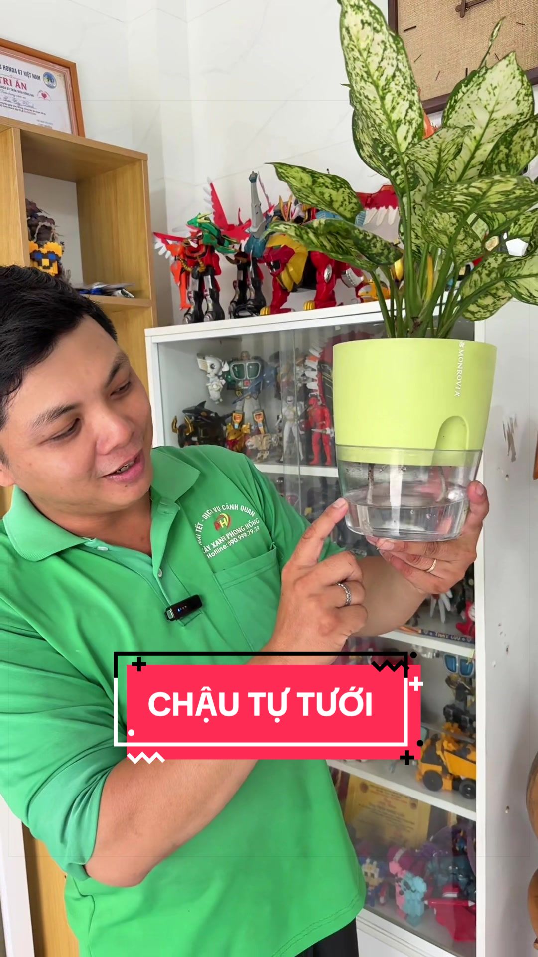 @Cây Xanh Phong Hồng