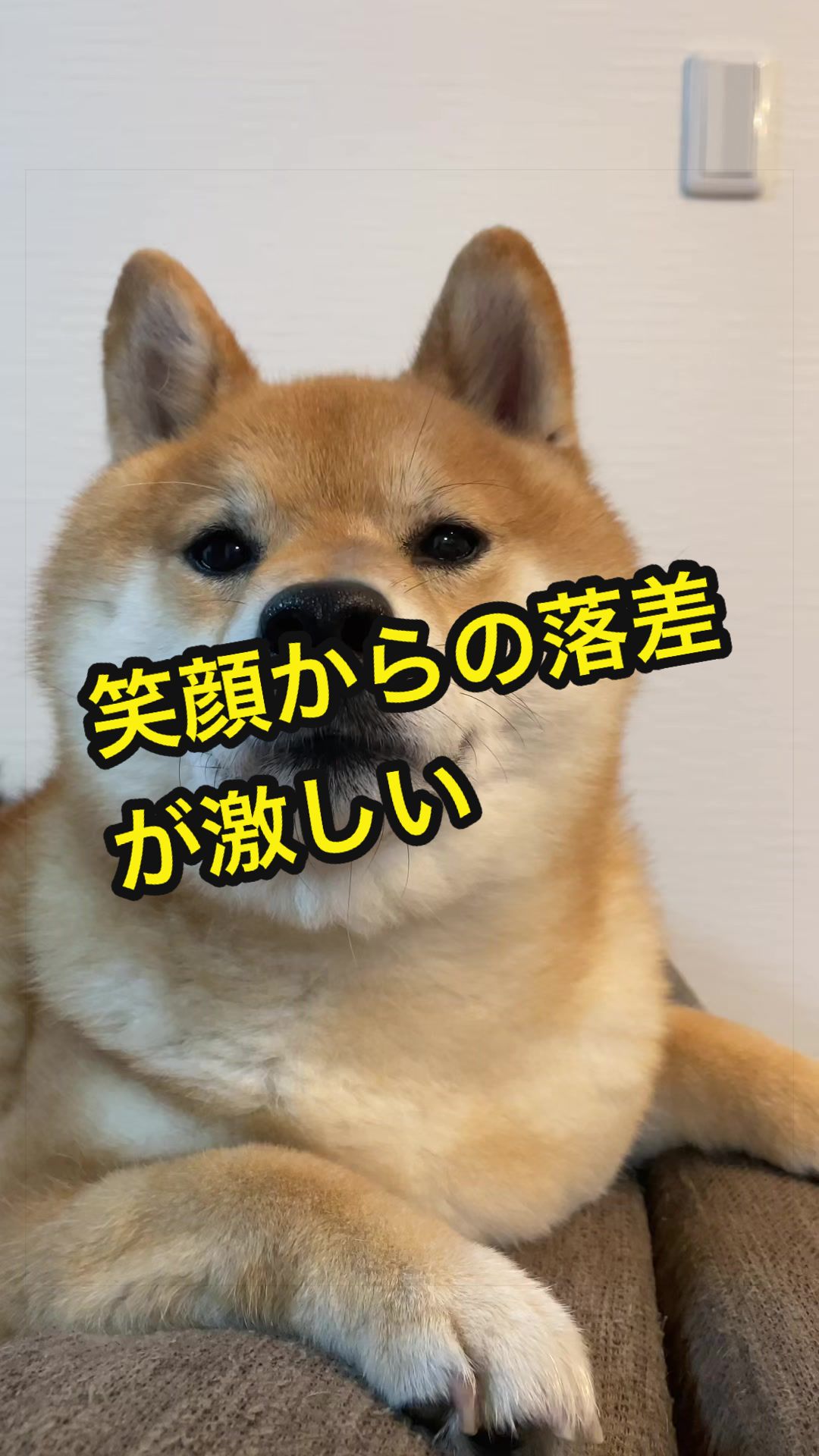 @特に柴犬が好きな人