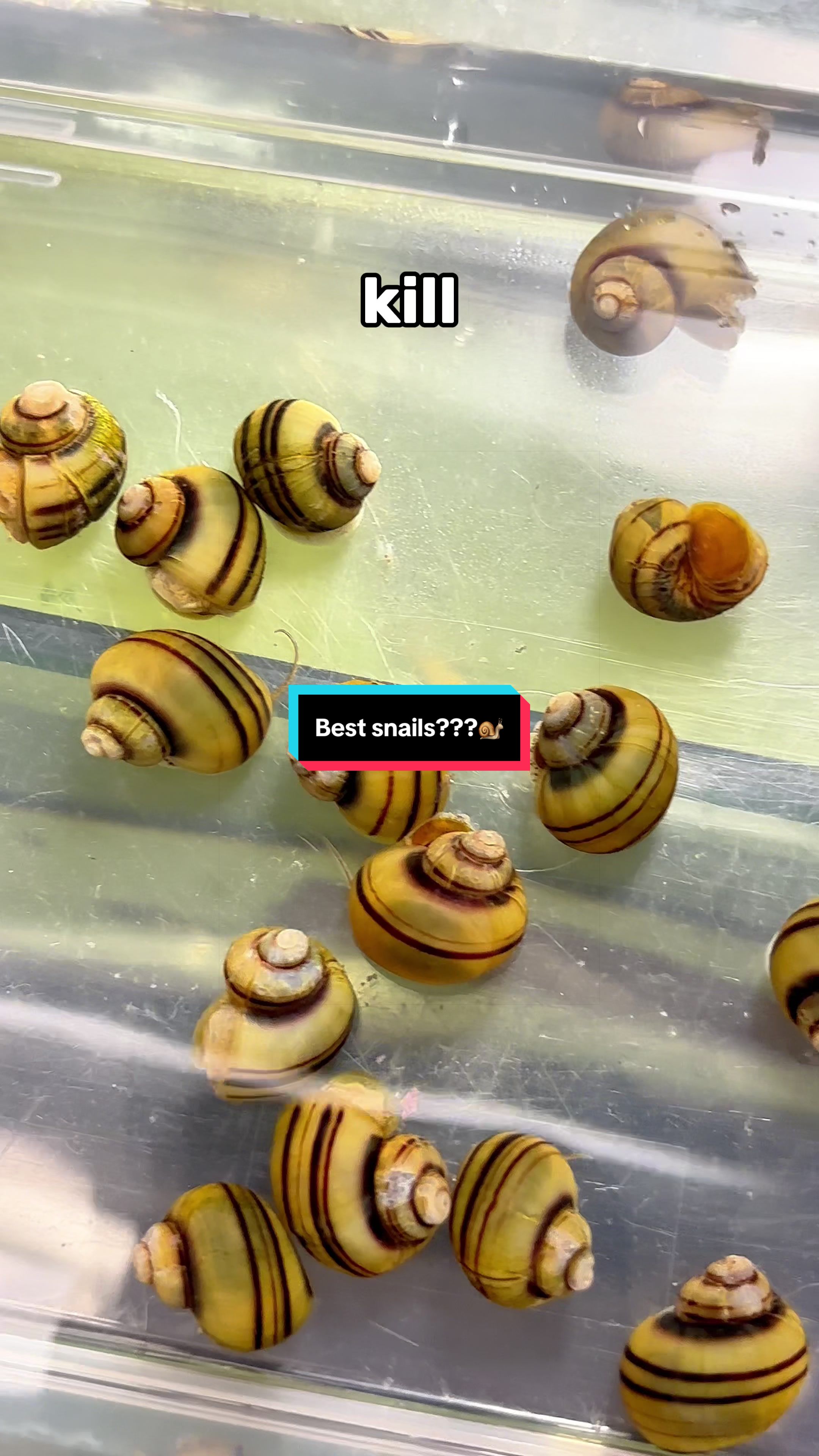 @ShrimplyTheBest