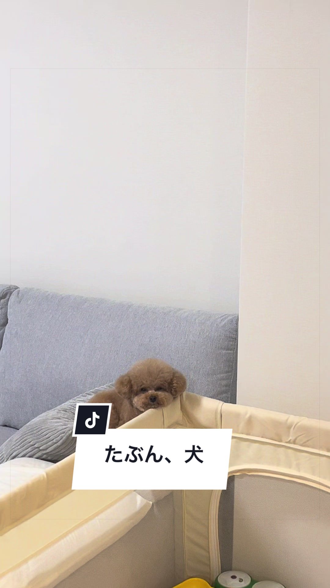 @しゃこたん犬ぽこ🐶🐰with子分