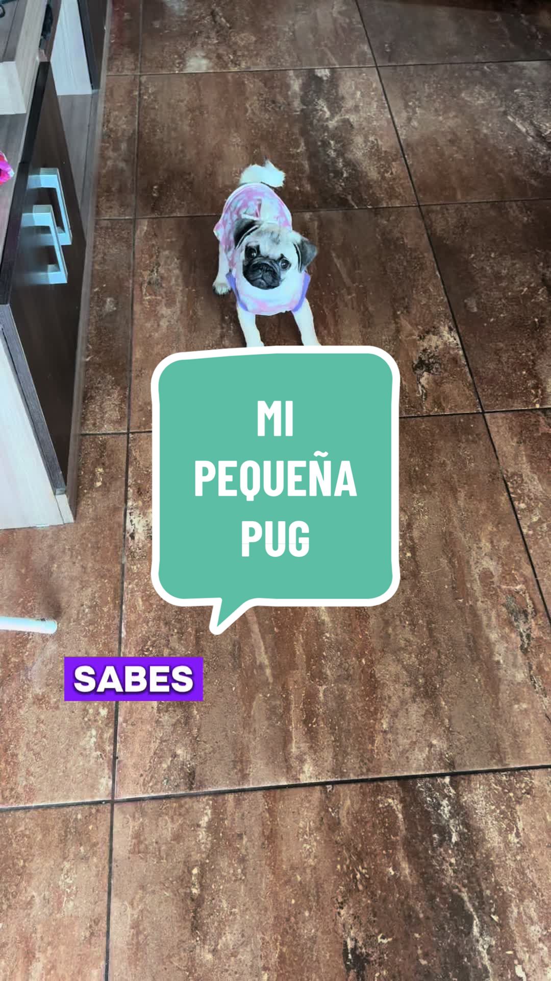 @Babypug