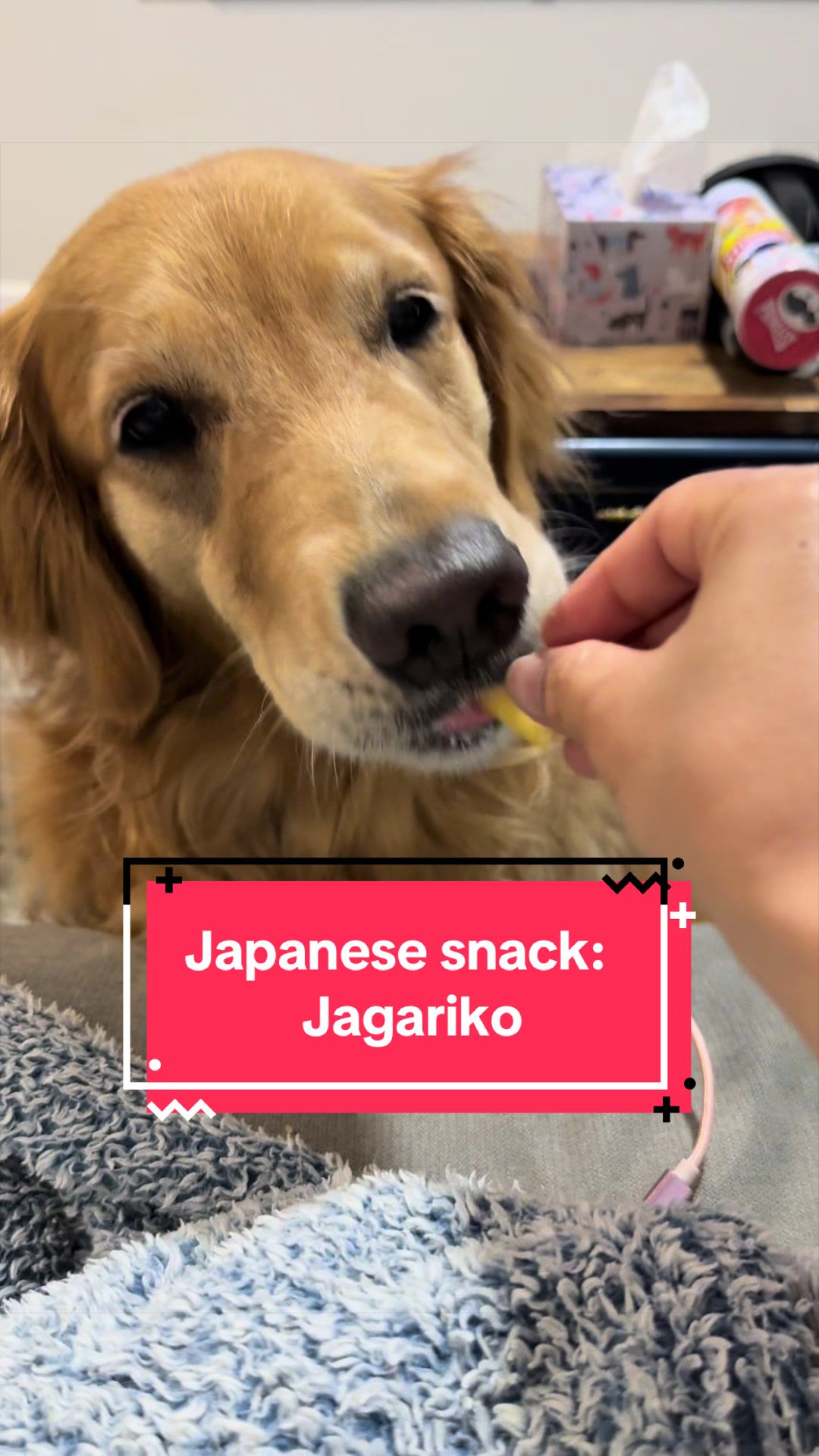 @3goldenretriever