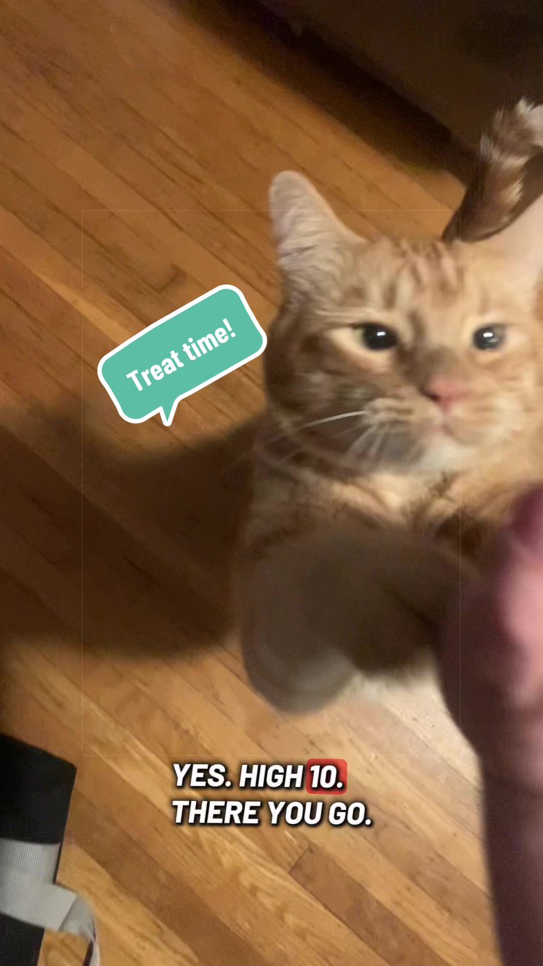 @diycatgeek (Wally & Howl)