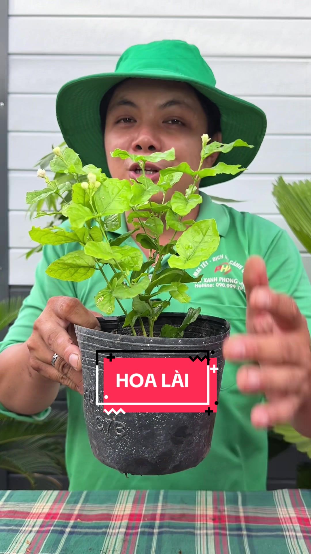 @Cây Xanh Phong Hồng