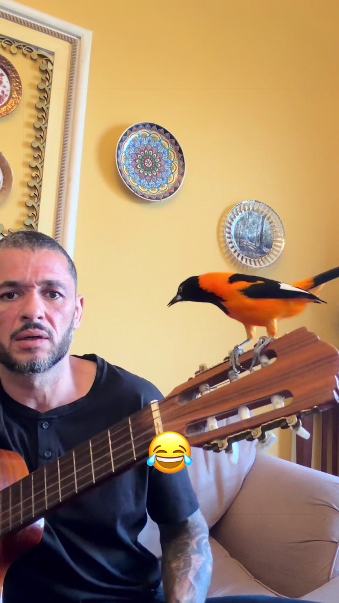 @companheiroveio
