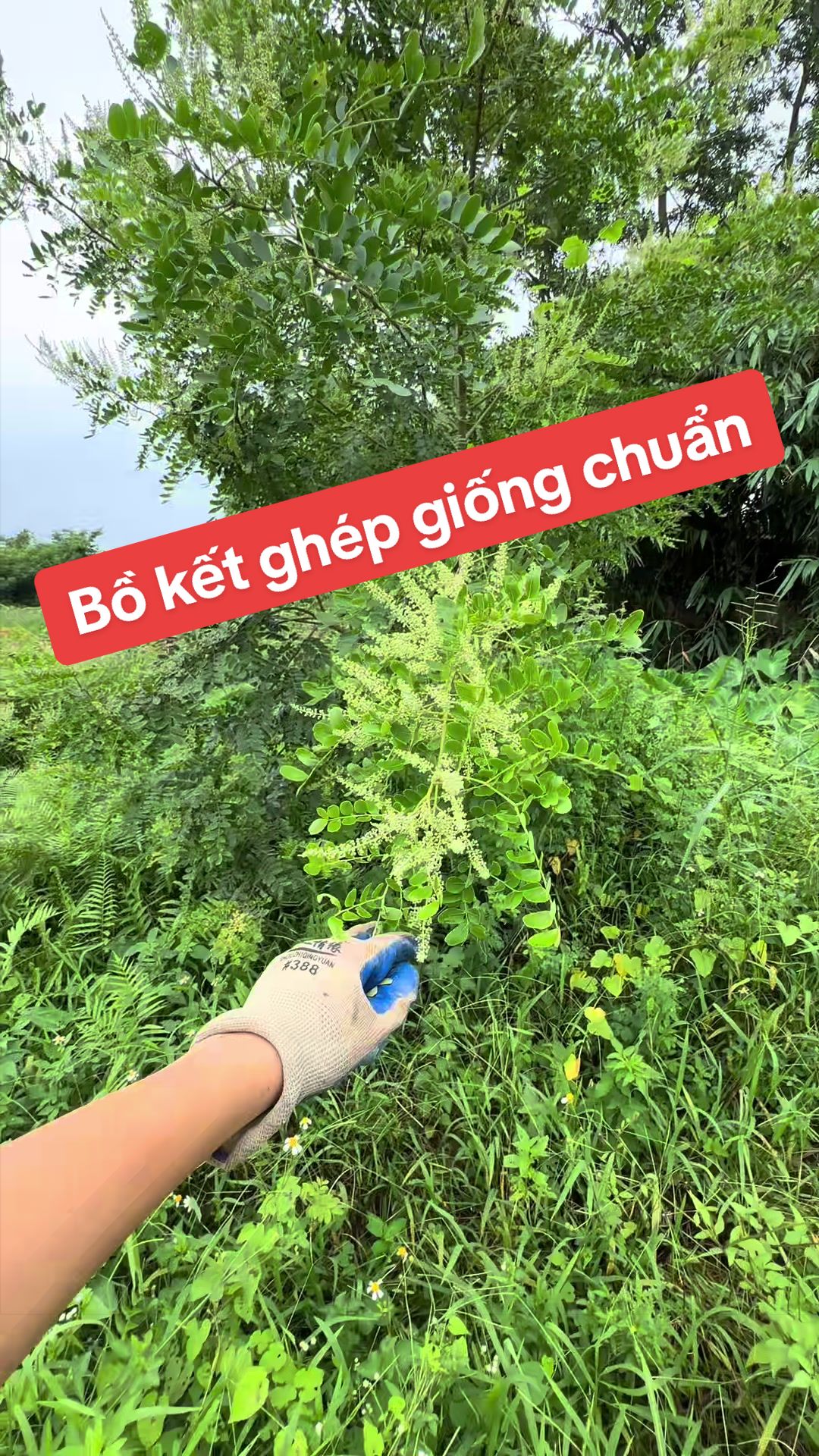 @Nh&agrave; Vườn Vũ Mai