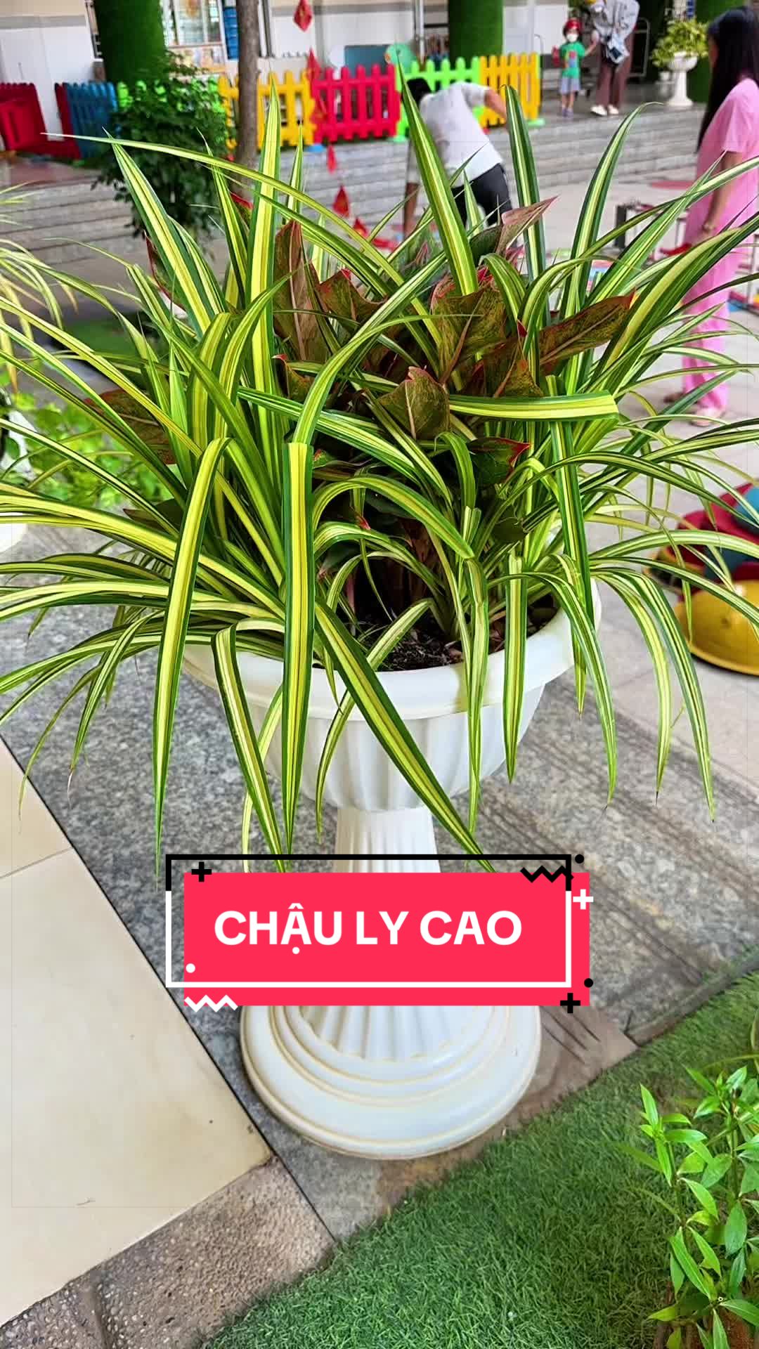 @Cây Xanh Phong Hồng