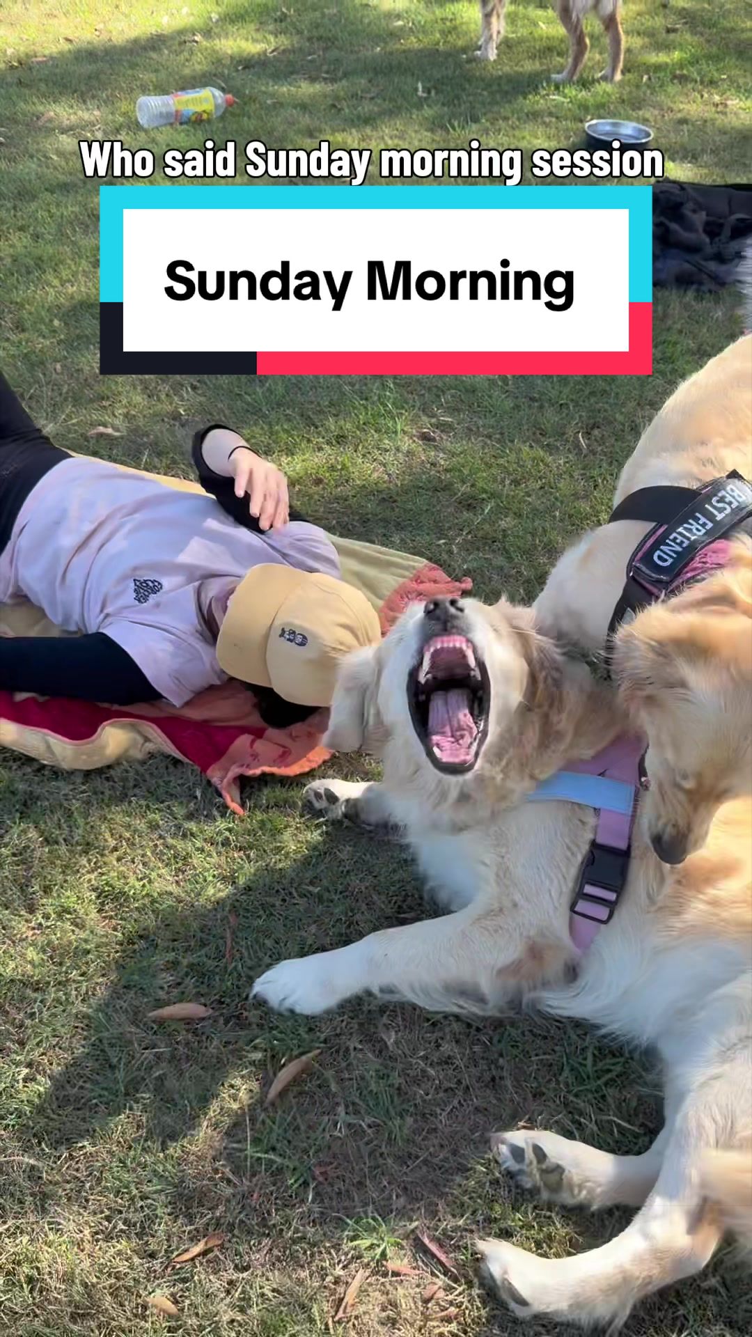 @3goldenretriever