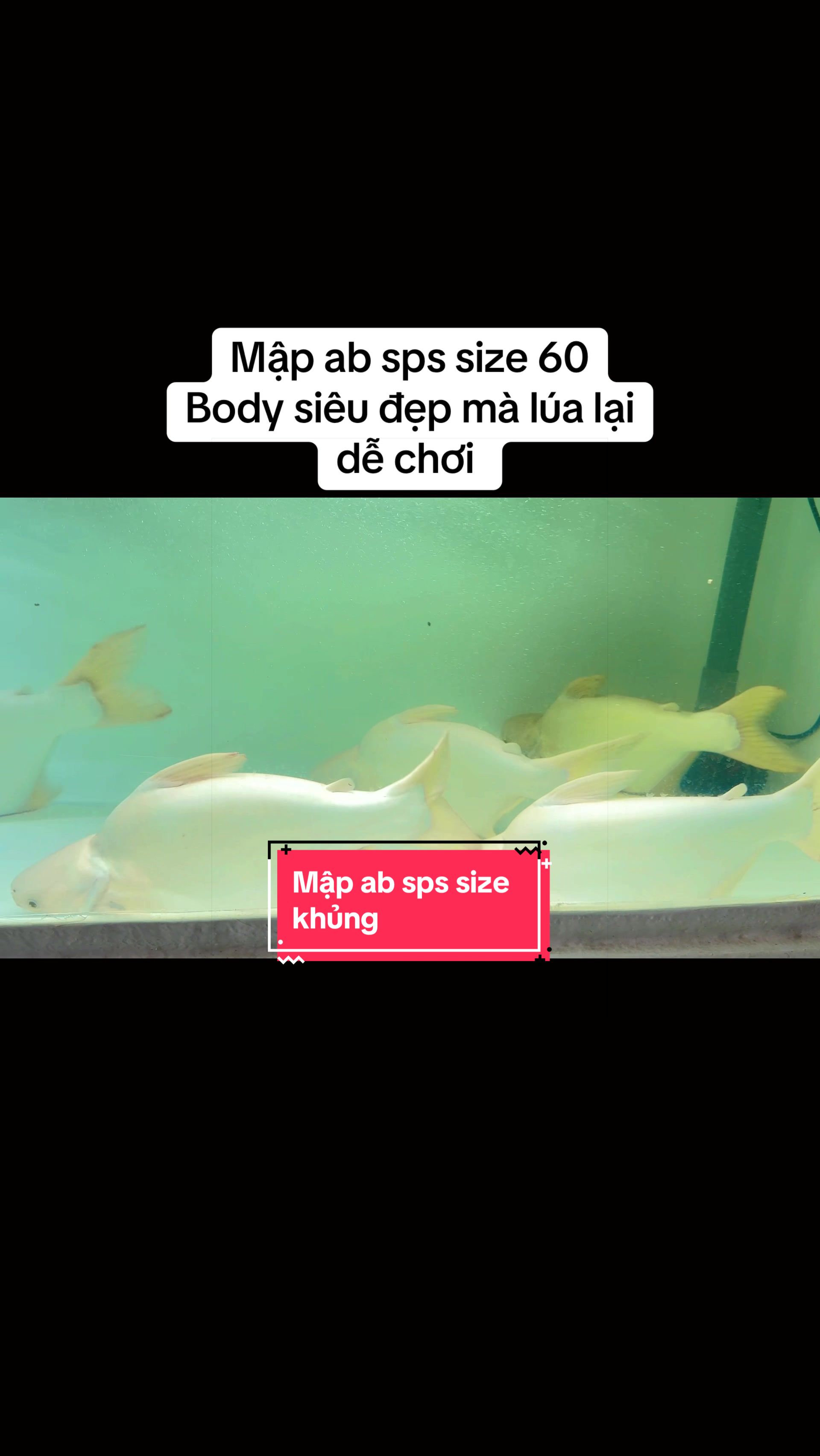 @Phát Đạt Bán Cá 😎🐠🦈