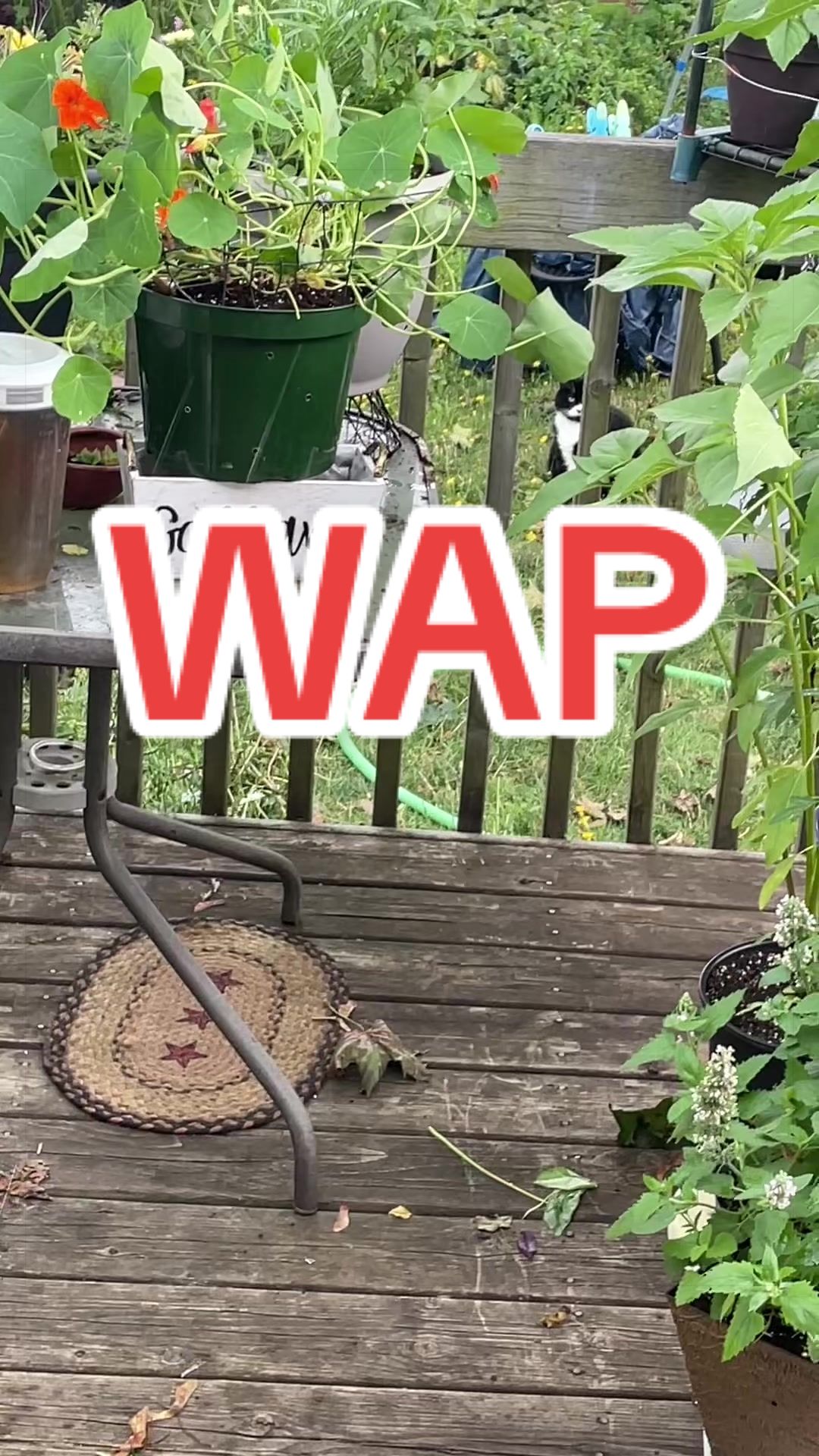 @Reznor_the_cat🪽