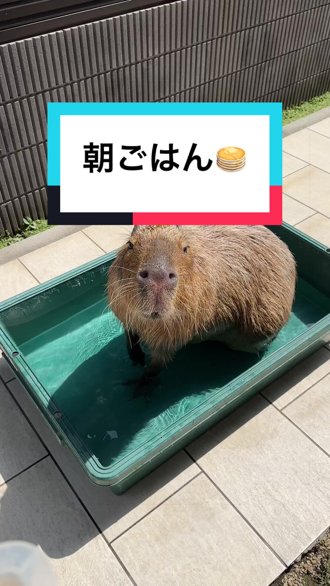 @カピヴィレッジ