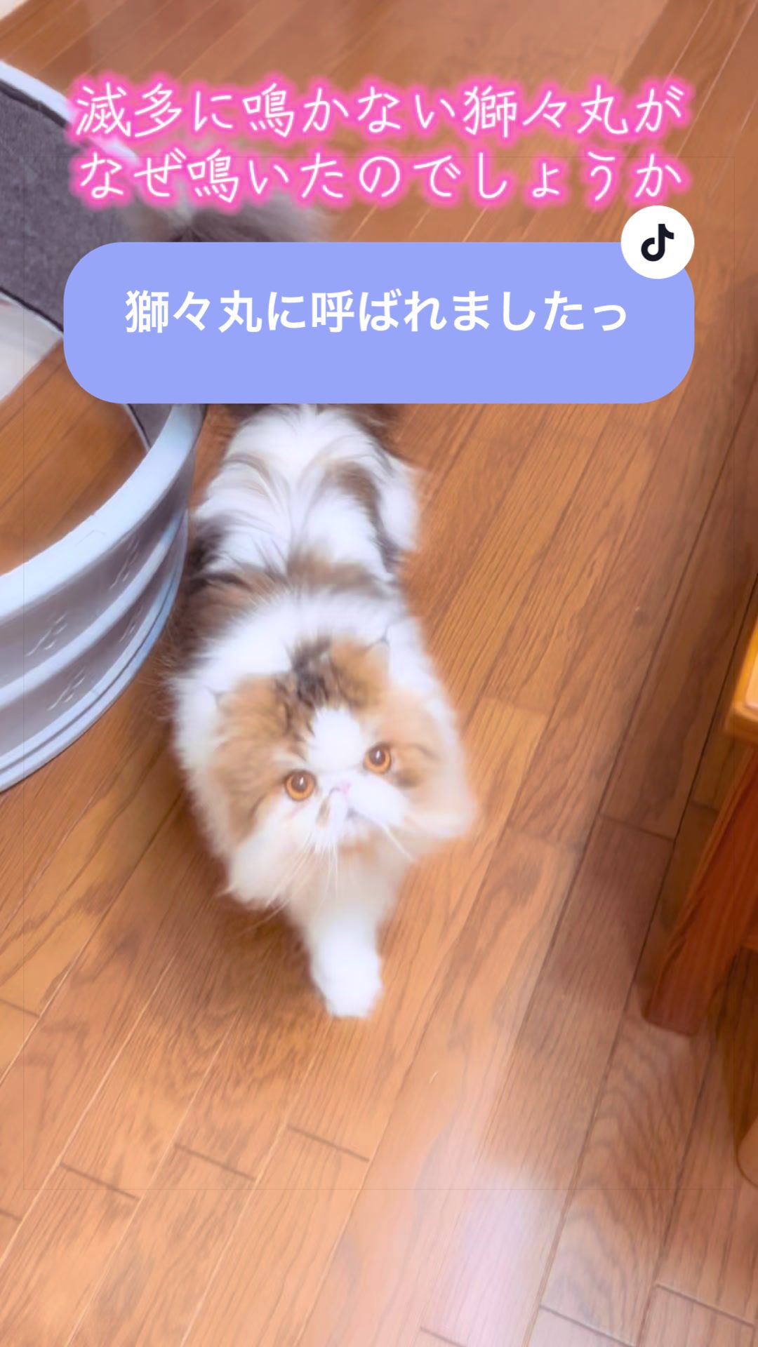 @chataro🐾🍯family