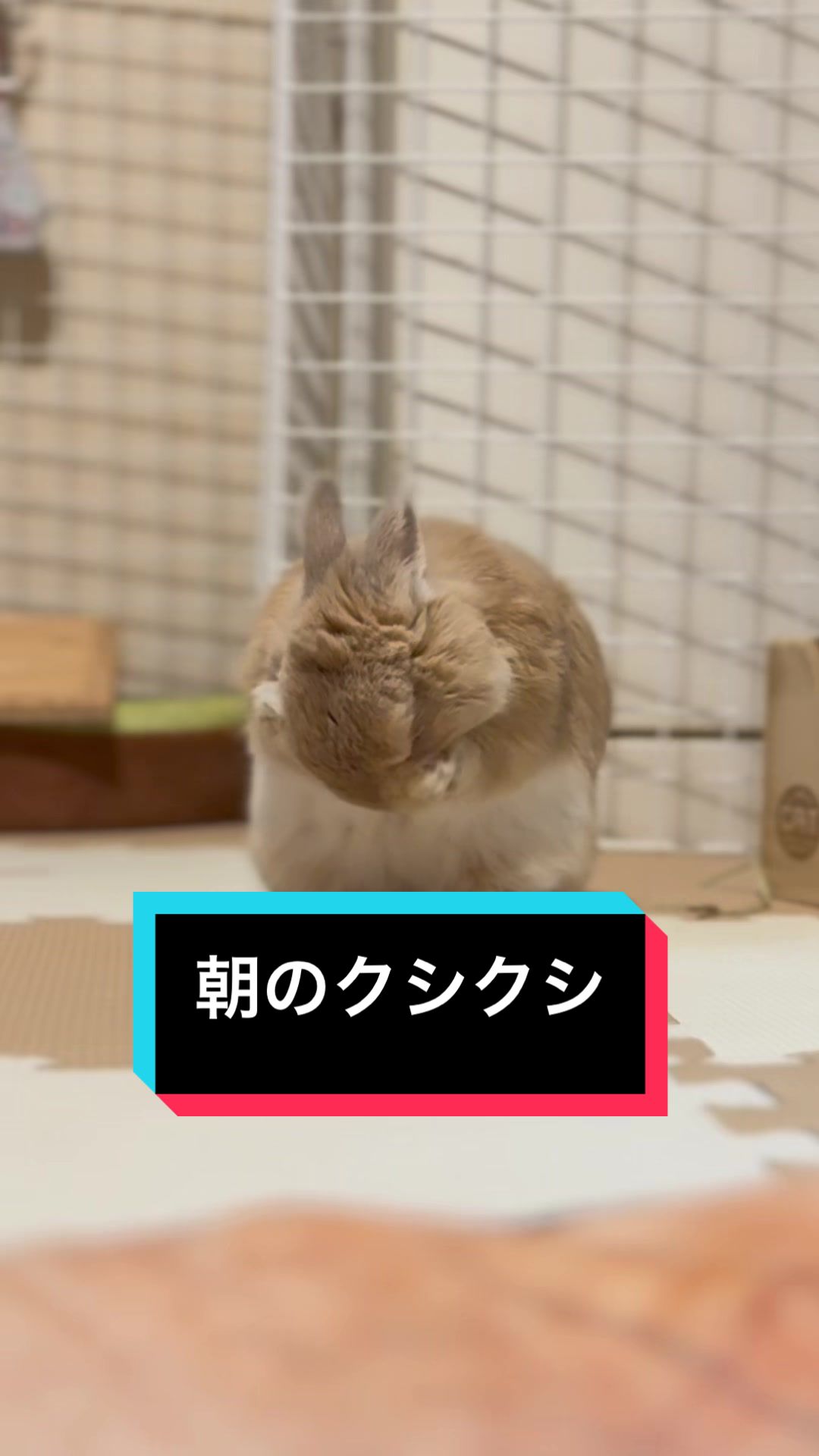 @うさぎのもちまる