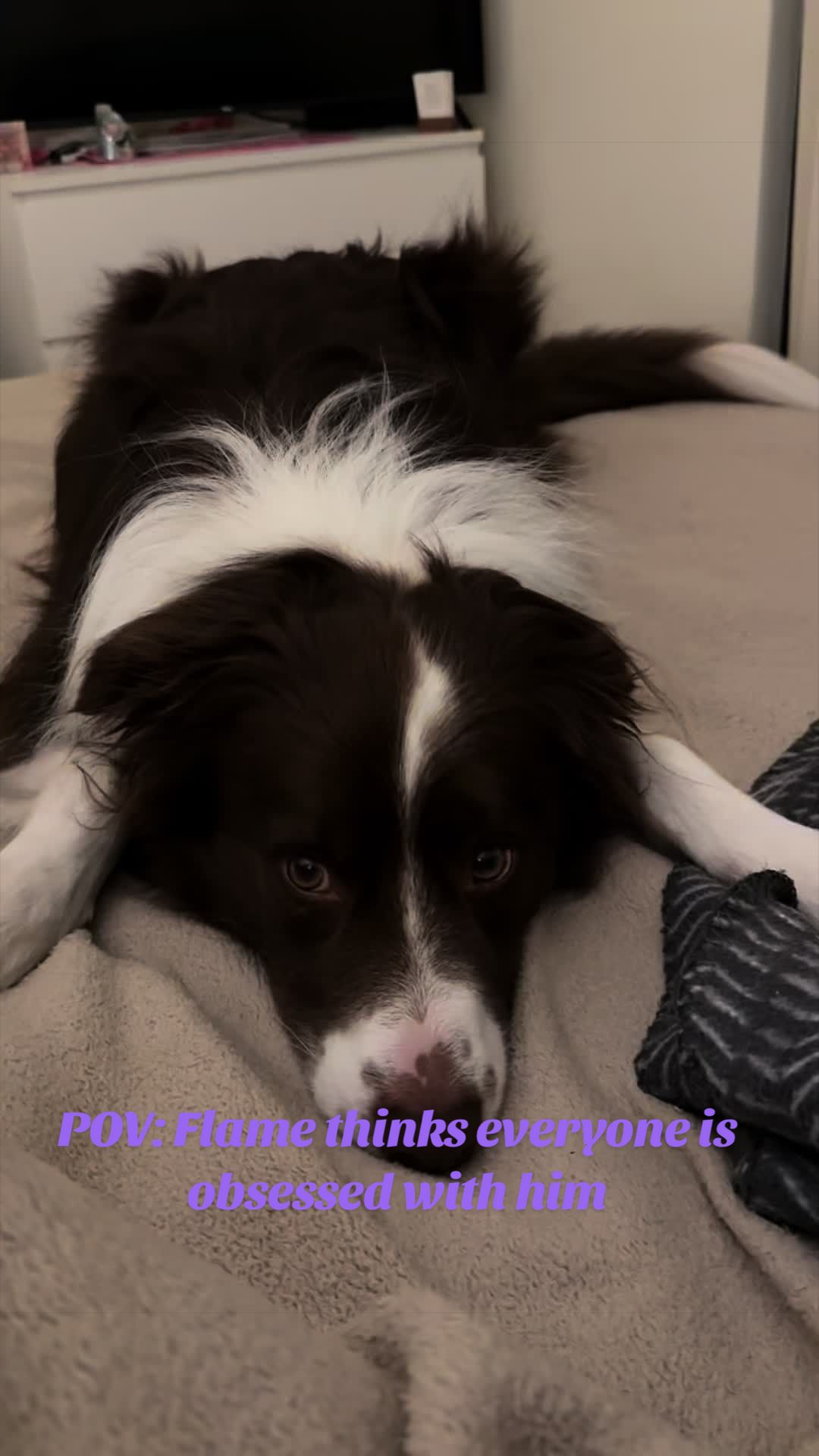 @Just Flame and his Human