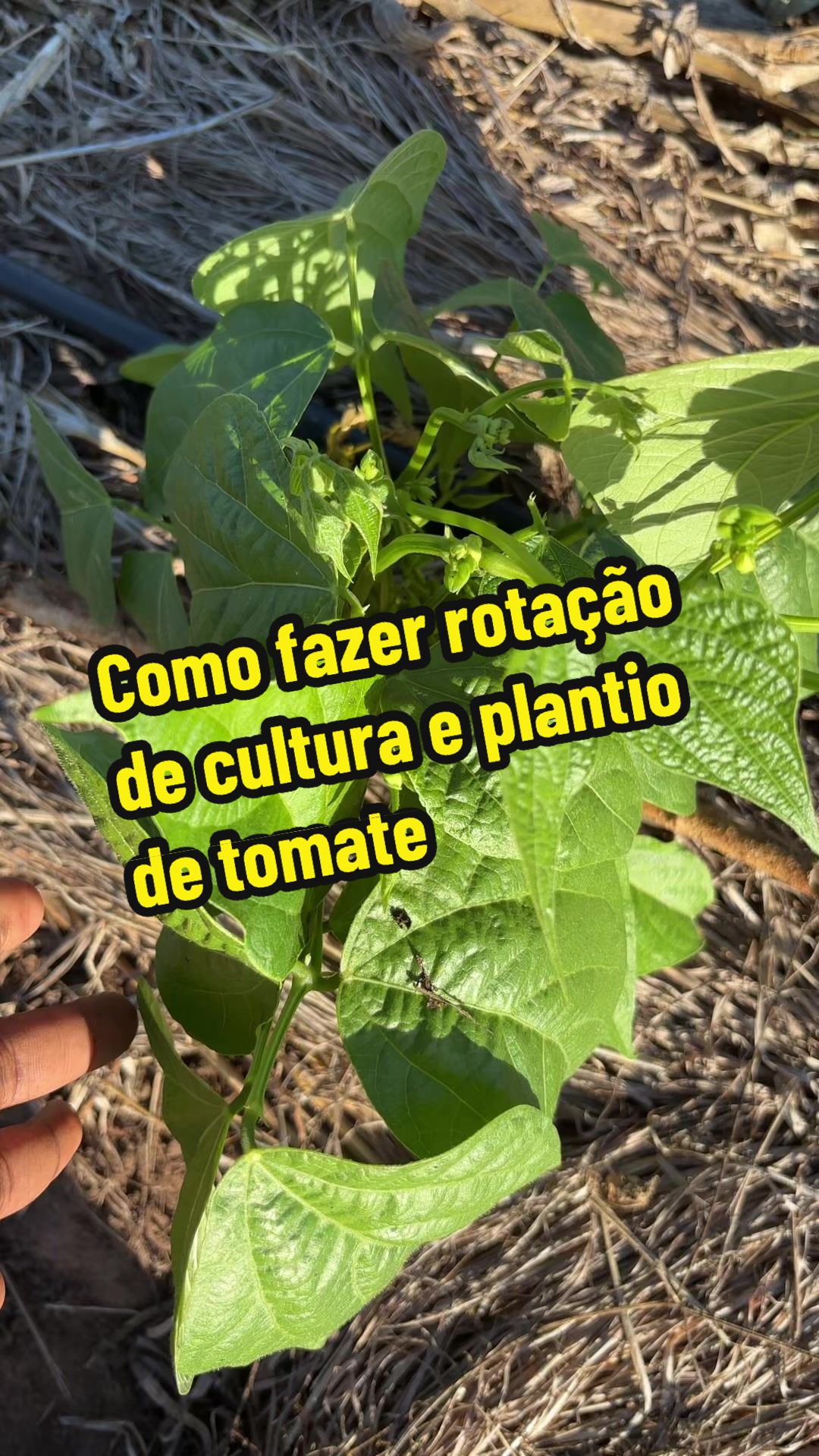 @Felicidade Gotine Firmino