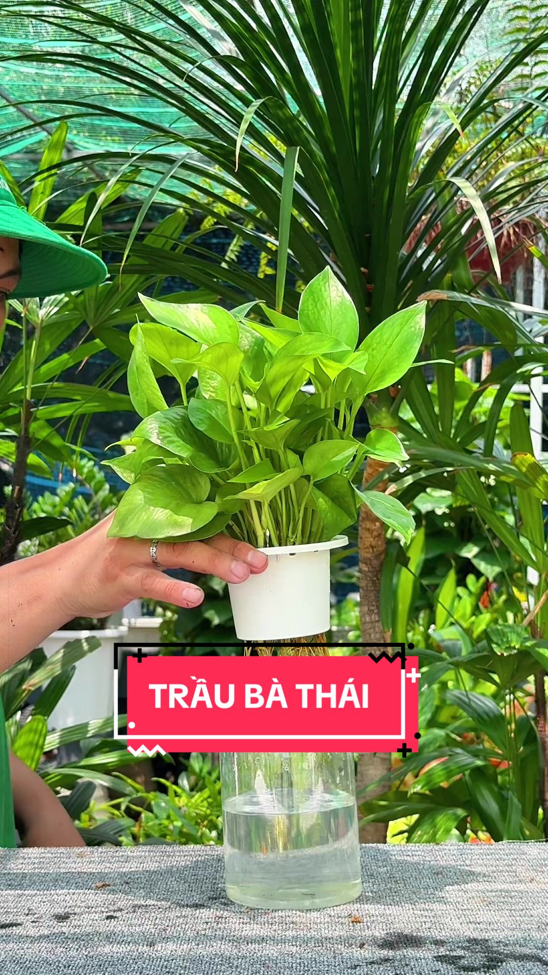 @C&acirc;y Xanh Phong Hồng