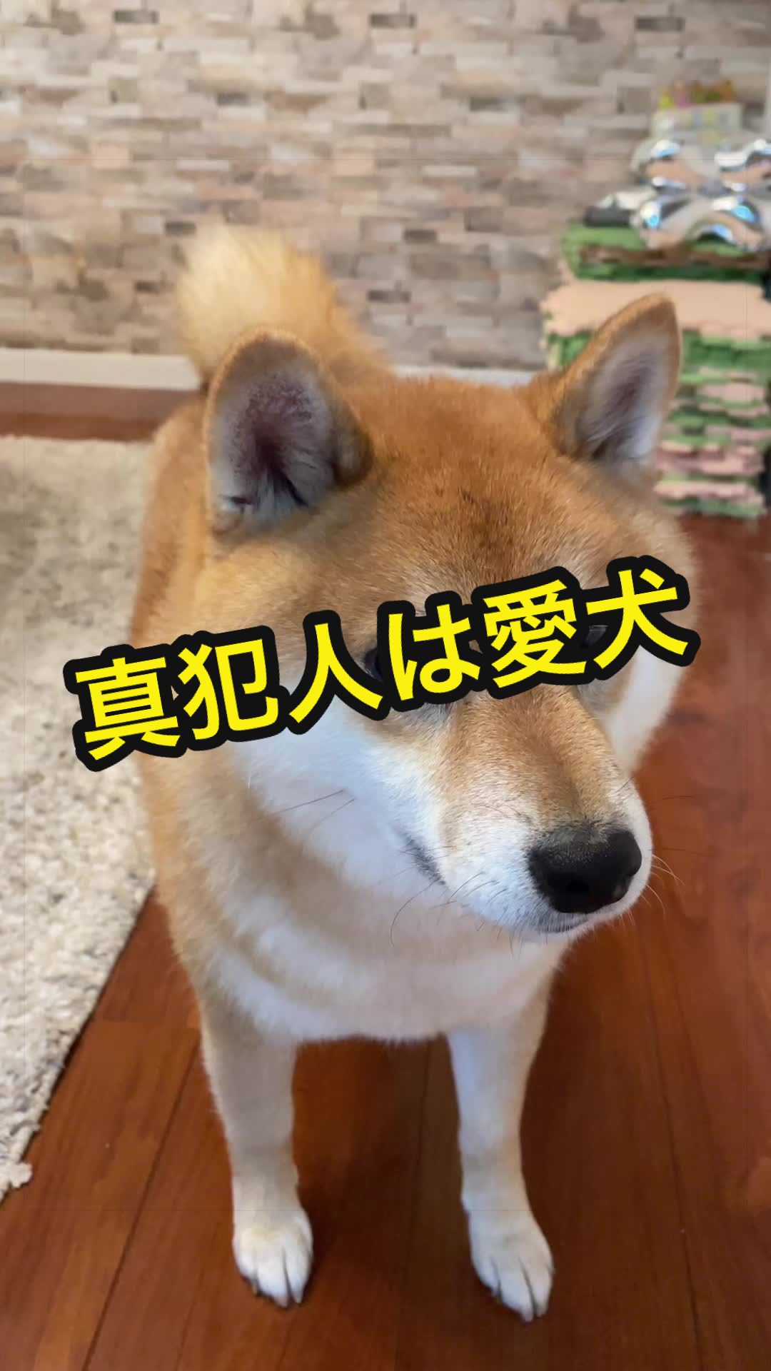 @特に柴犬が好きな人