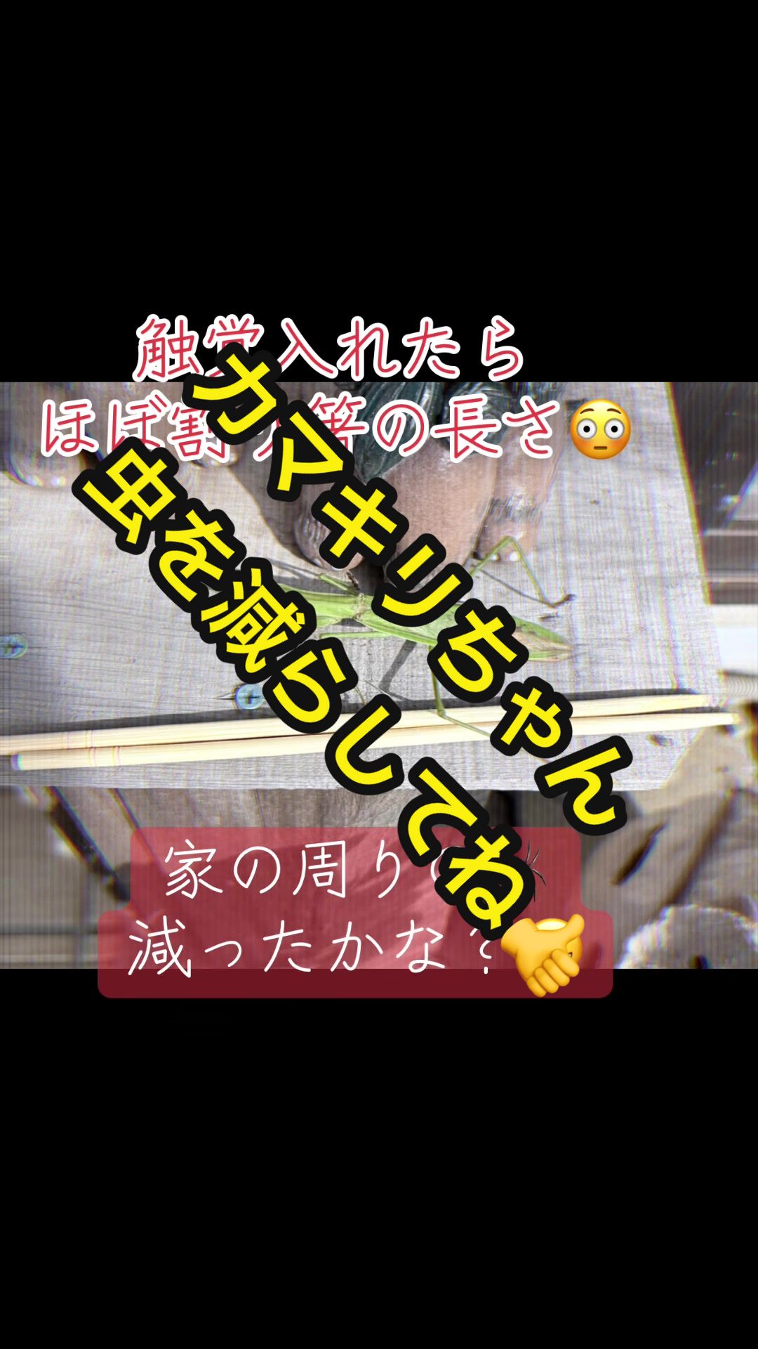 @𑁍︎·͜·えりぽんꫂ ၴႅၴ
