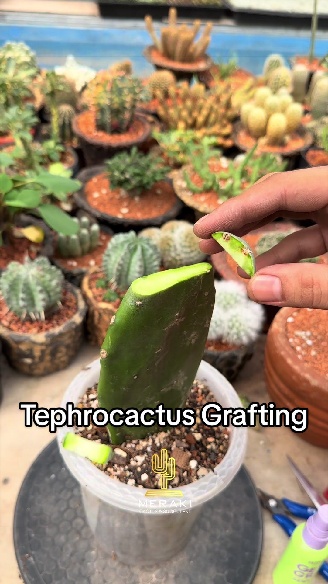 @Meraki Cactus