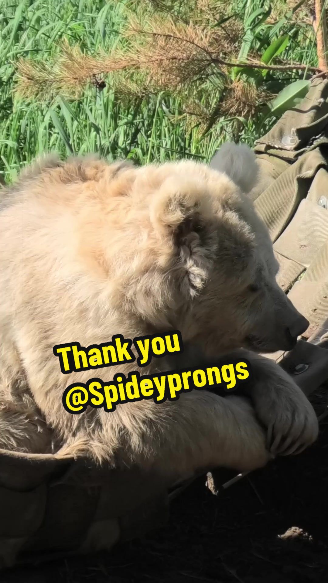@Whiterock.savewildfund