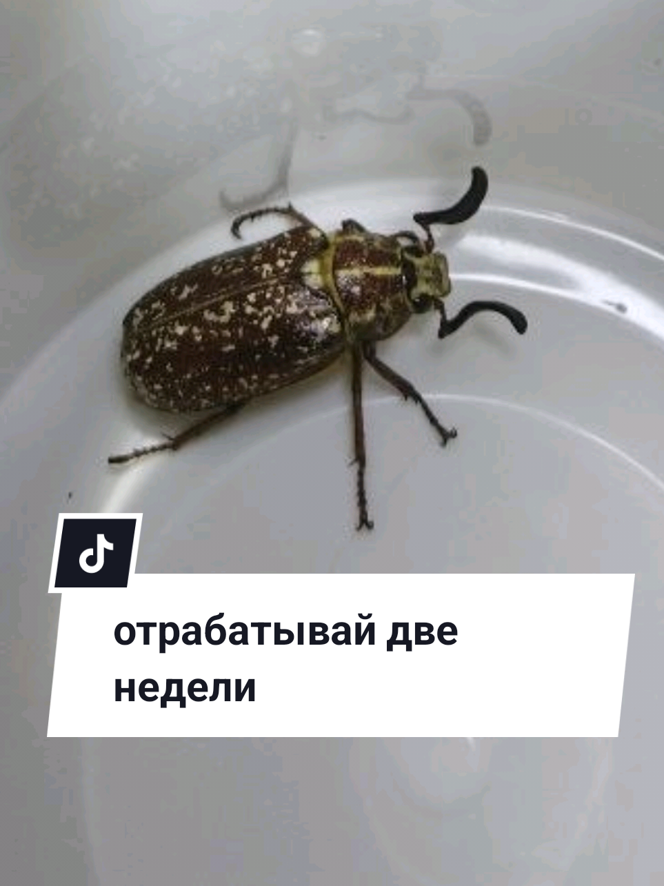 @Рыся✔️🇧🇾