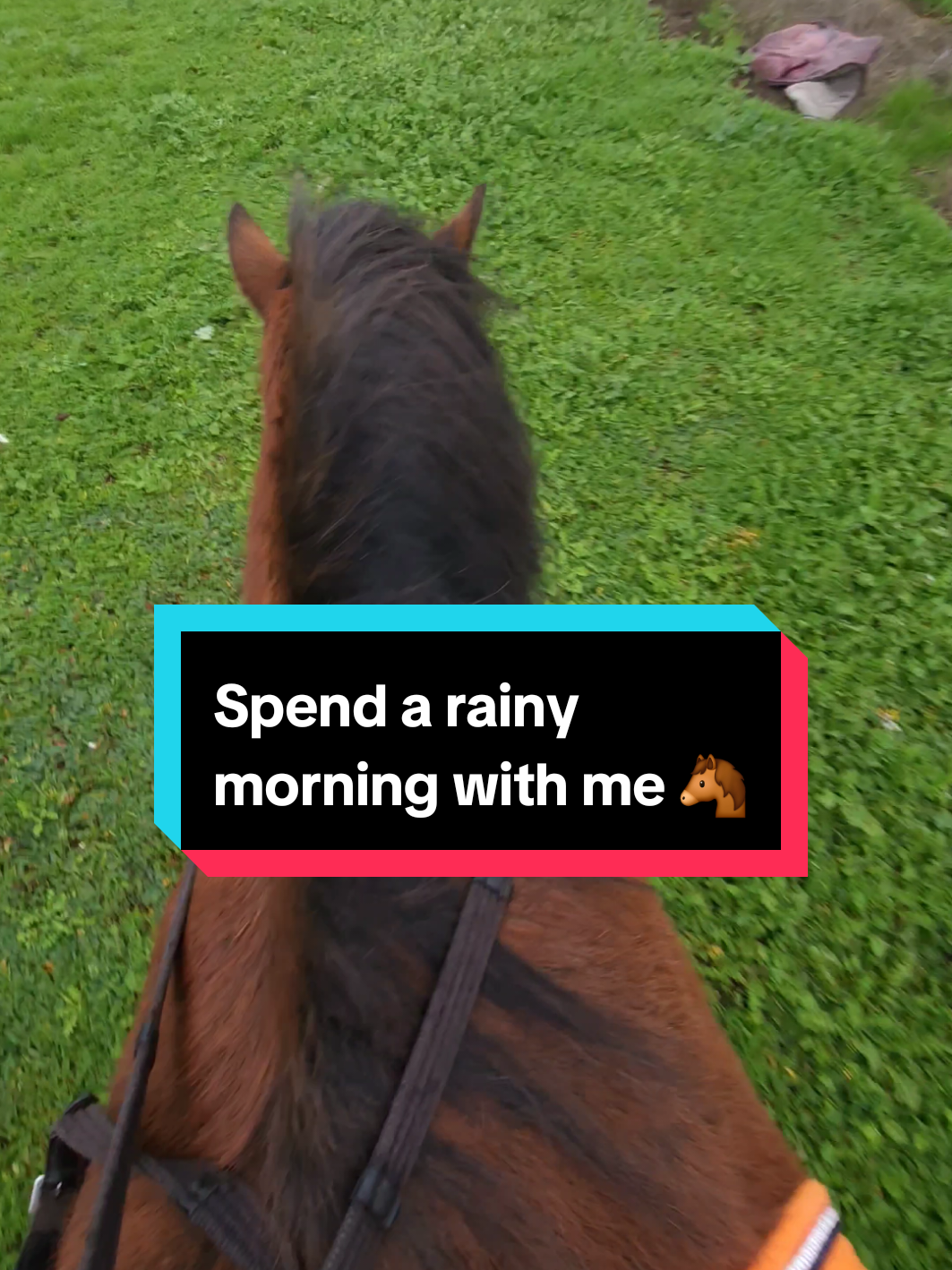 @Jess | Horse trainer