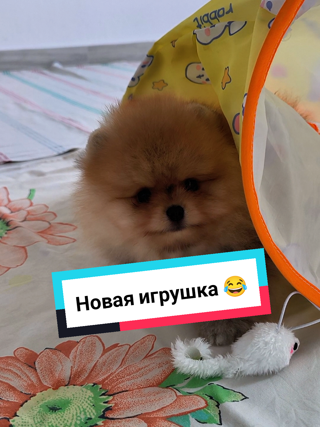 @Veronika Tkachuk