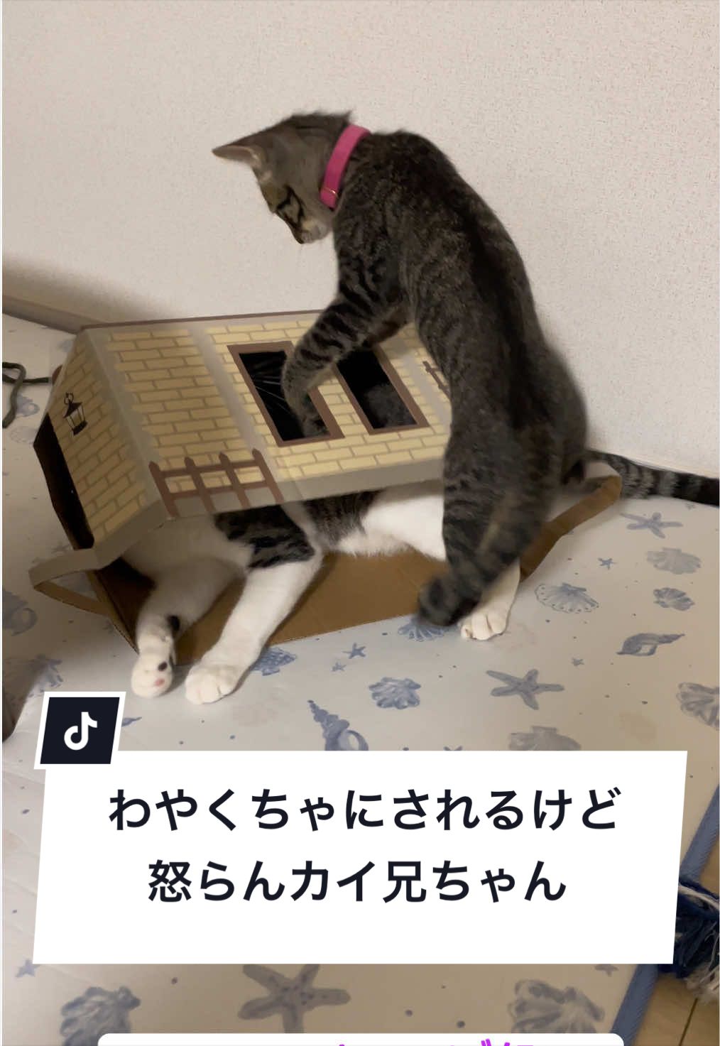 @ねこまみれ
