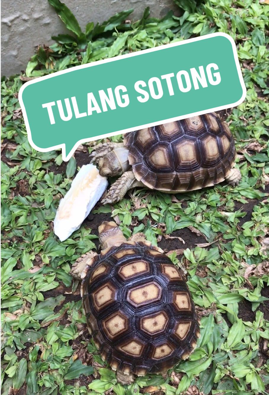 @MYtortojourney 🐢