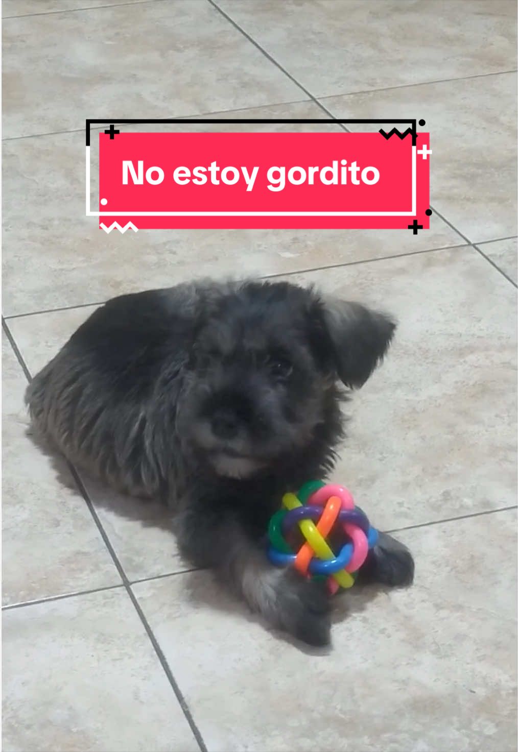 @lukah_schnauzer