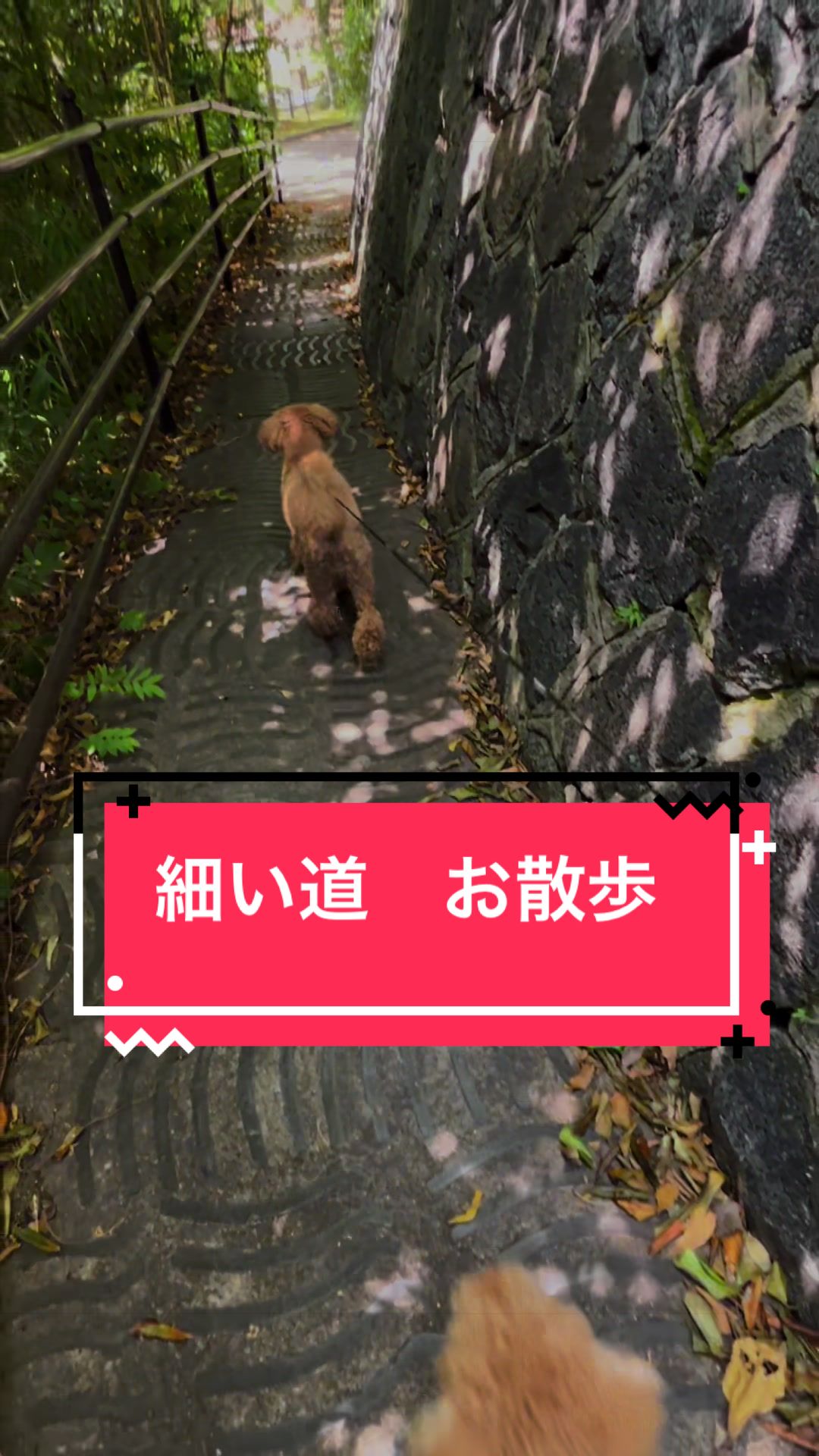 @カンキツ