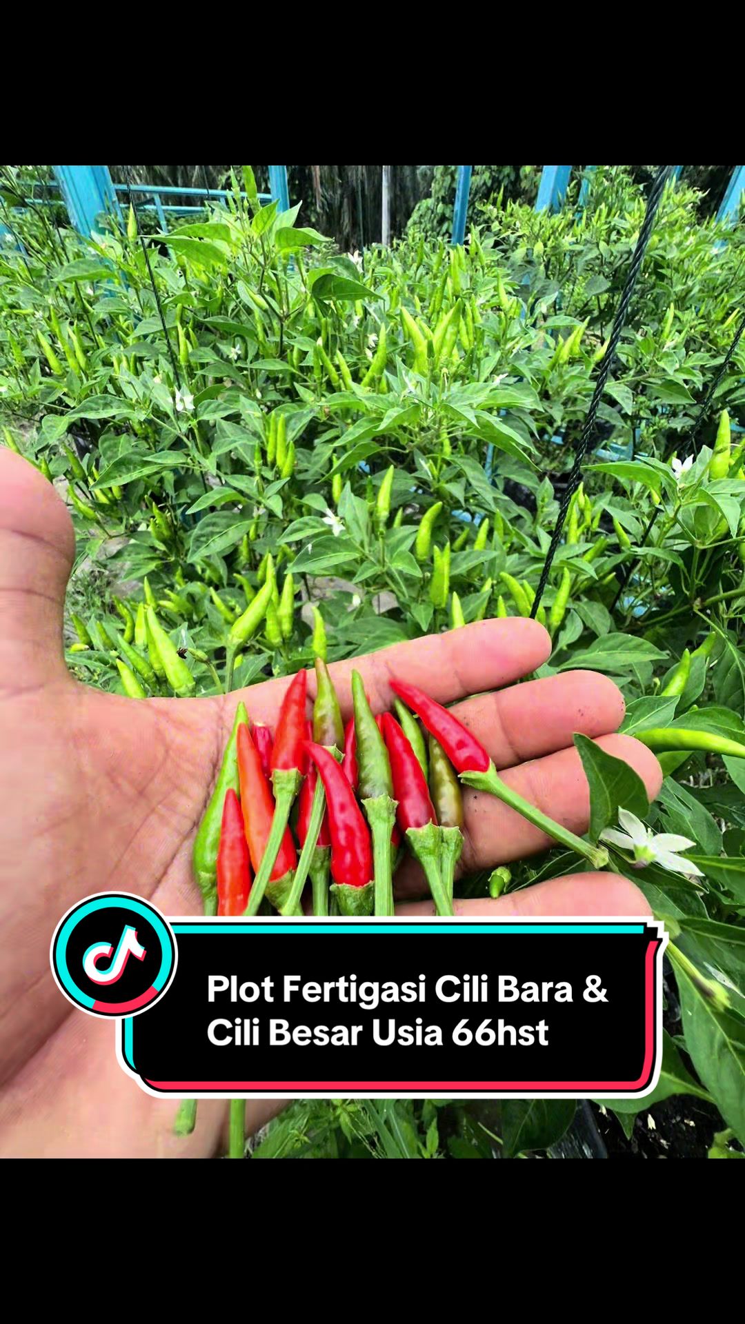 @Khairul Azwan | Petani Muda