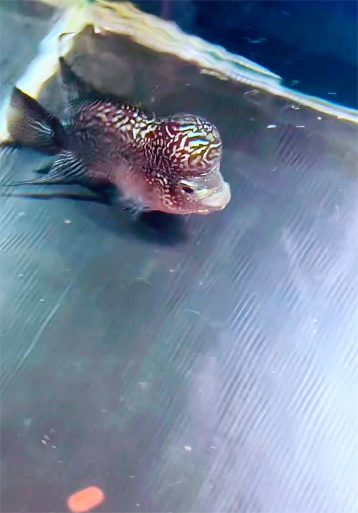 @MK AROWANA SPECIALIST