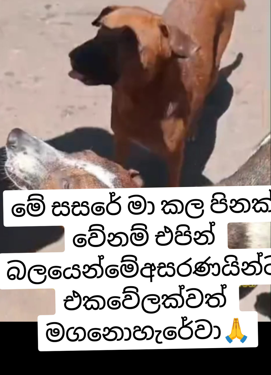 @sachi🌷කචල් බචල්☺️カチャル