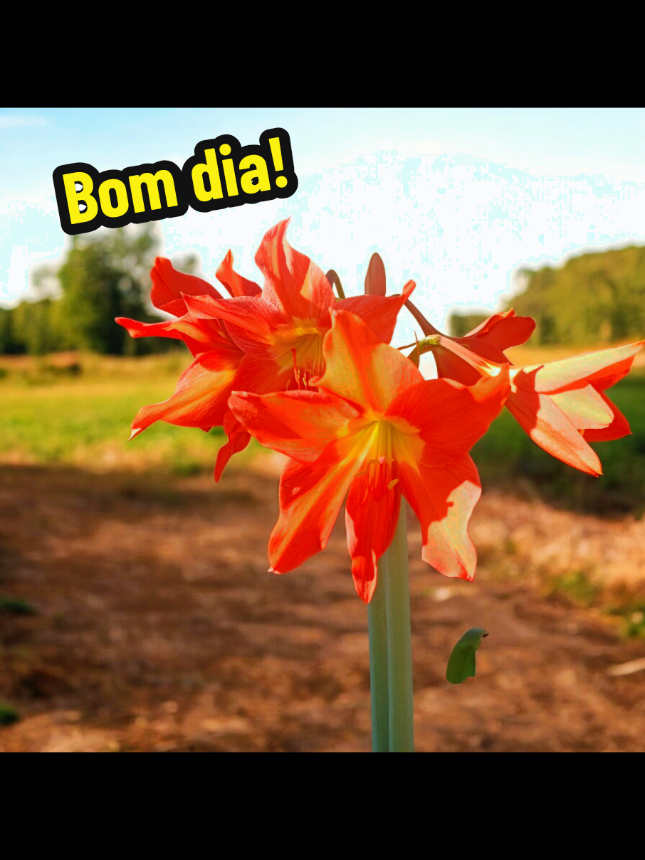 @Mara Silva