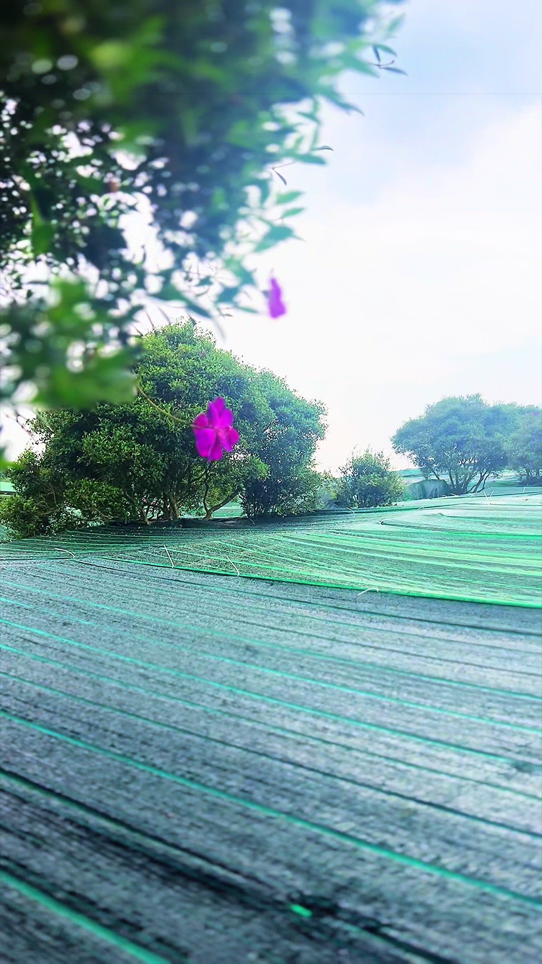 @N&ocirc;ng Trường olong Tằng Vĩnh An