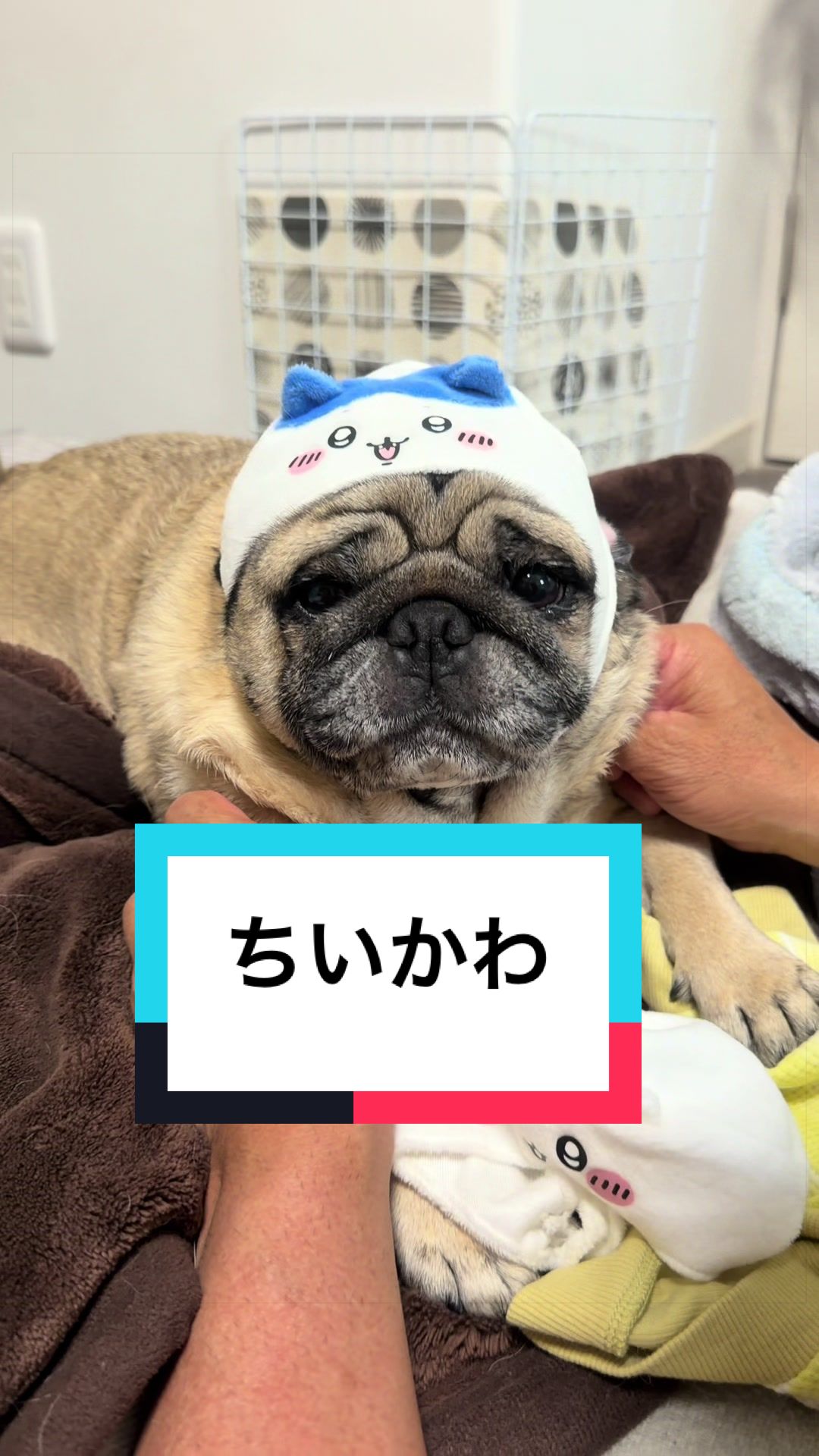 @🐶とん&ぺっぺこぺー🦊