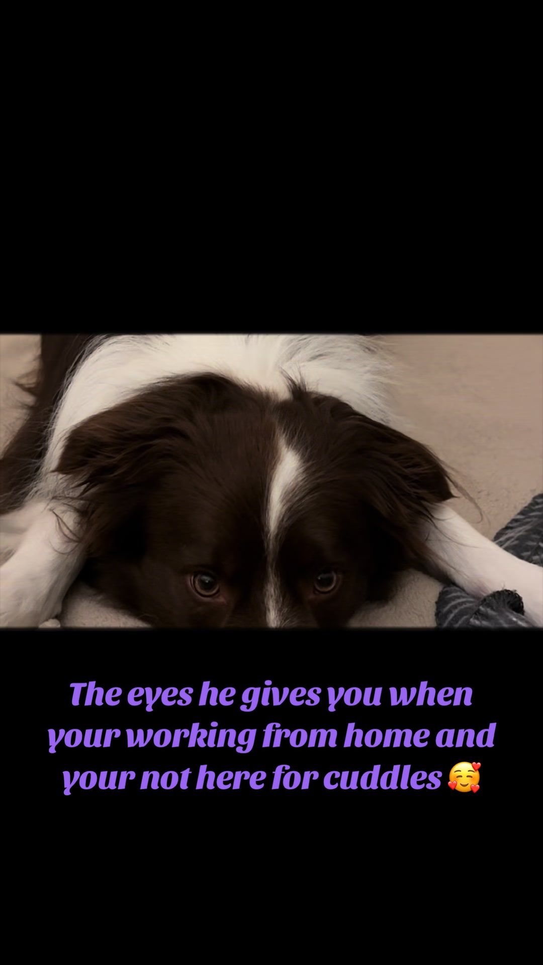 @Just Flame and his Human