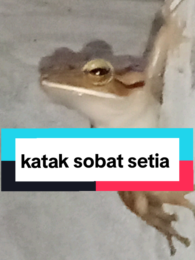 @tukik 🐢