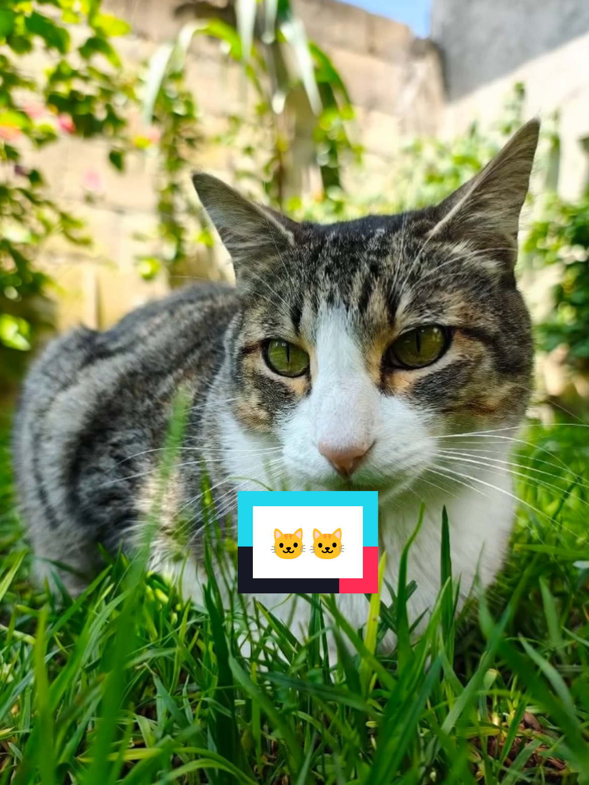 @Lunita🐱🌜