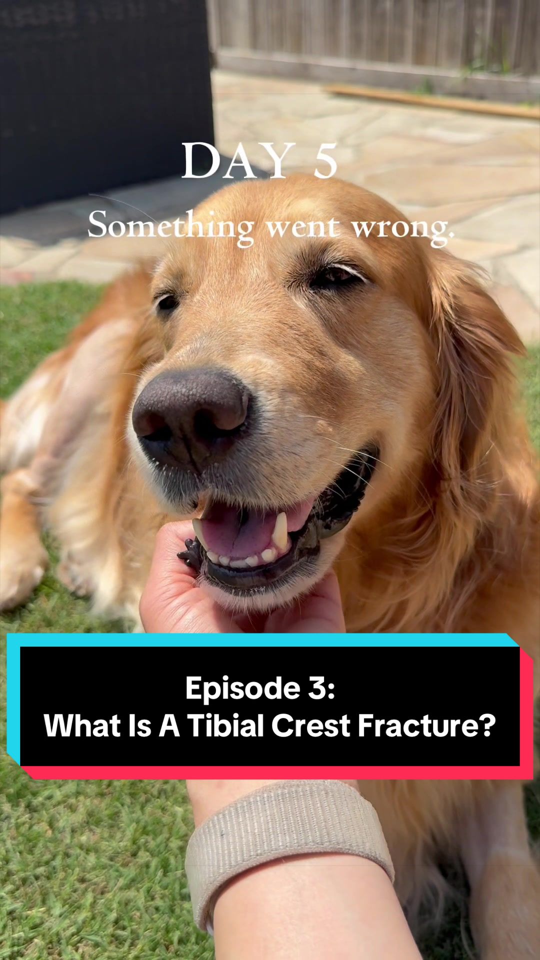 @3goldenretriever