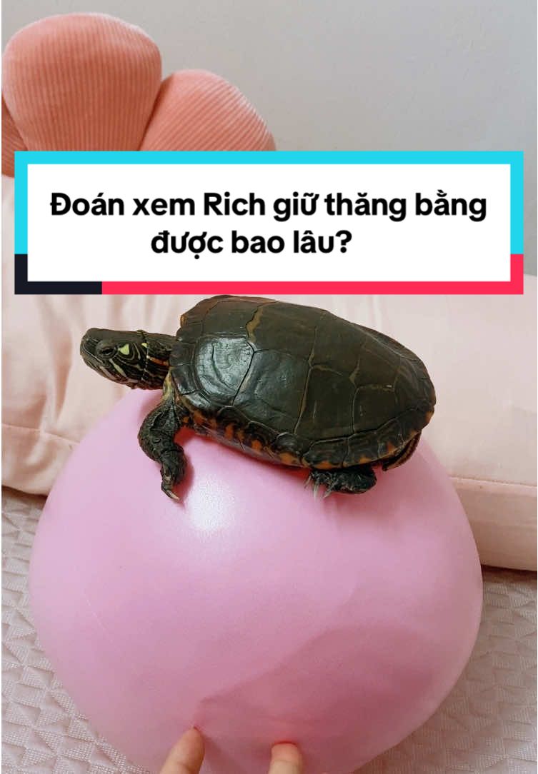 @Nhà có rùa và chó